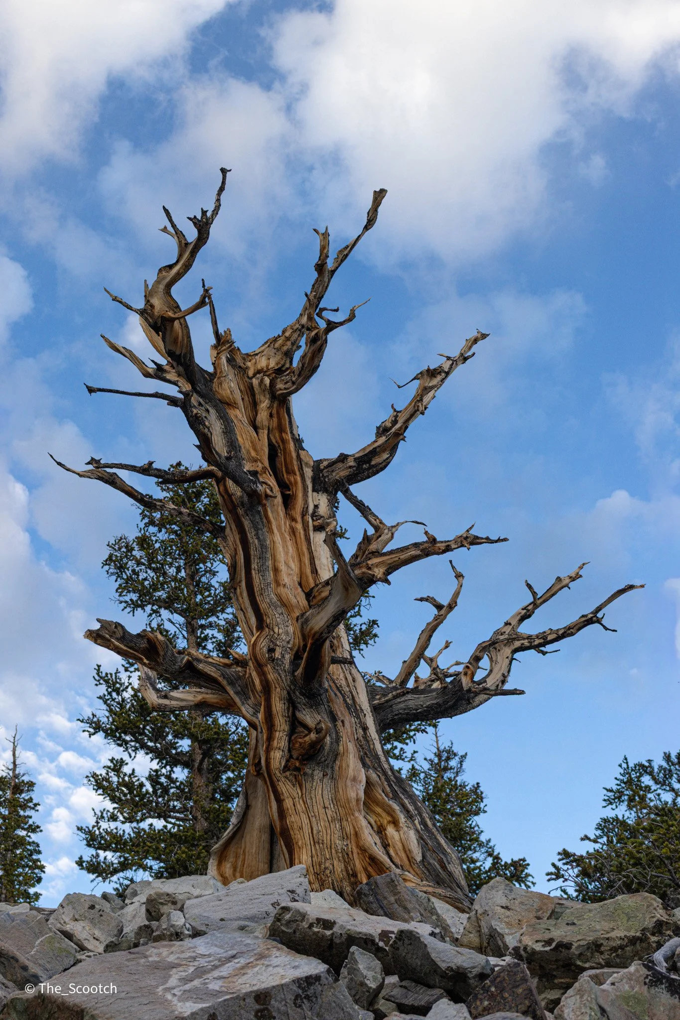 Bristlecone Pine, Great Basin National Park
