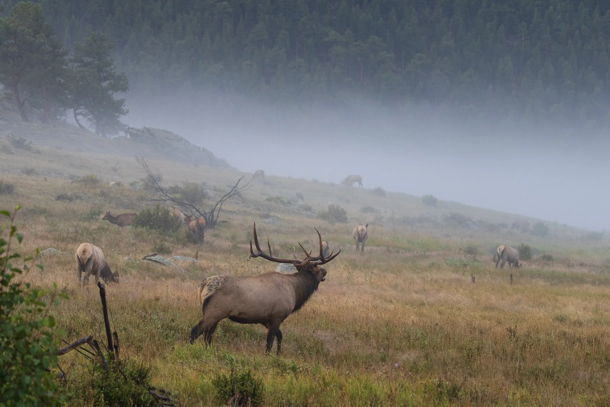 Meadows in the Mist