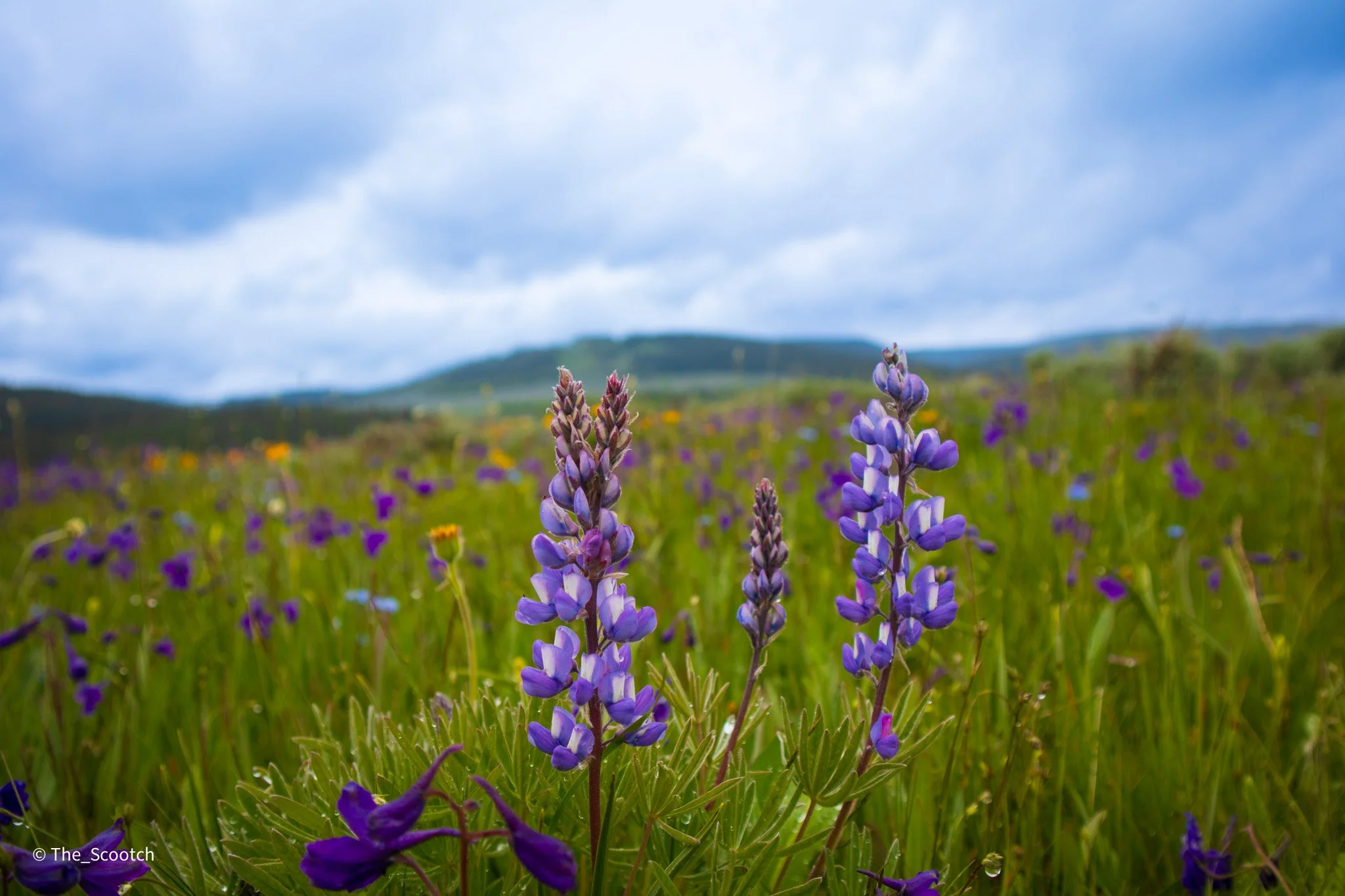 Lupine, Bighorn National Forest