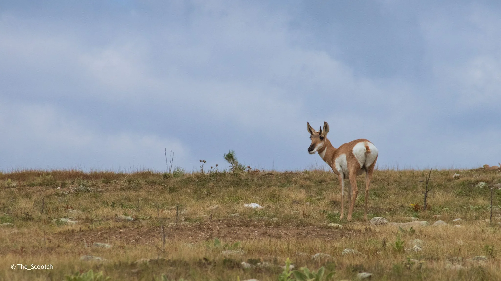Pronghorn Antelope at Wind Cave National Park - 1