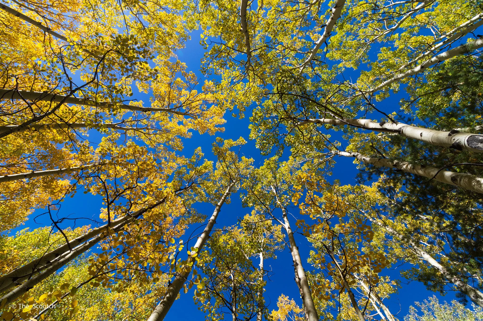 Aspen Grove, Golden Gate Canyon State Park