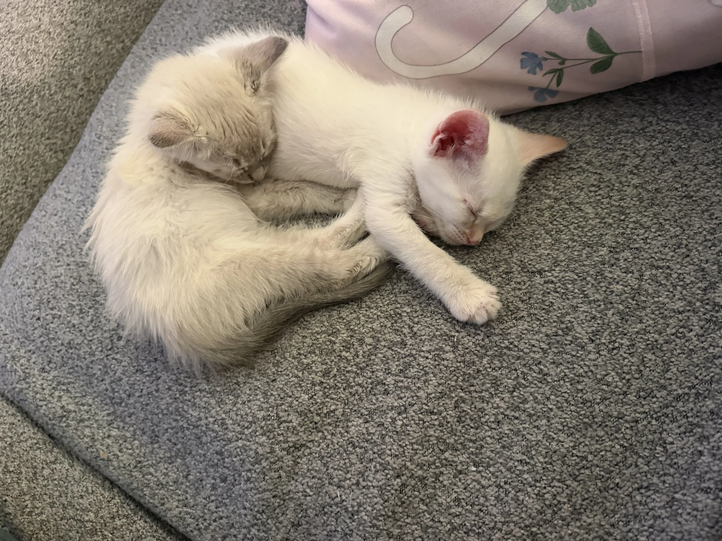 🌙🐱 The Midnight Kitten Sleepover 🐱🌙
