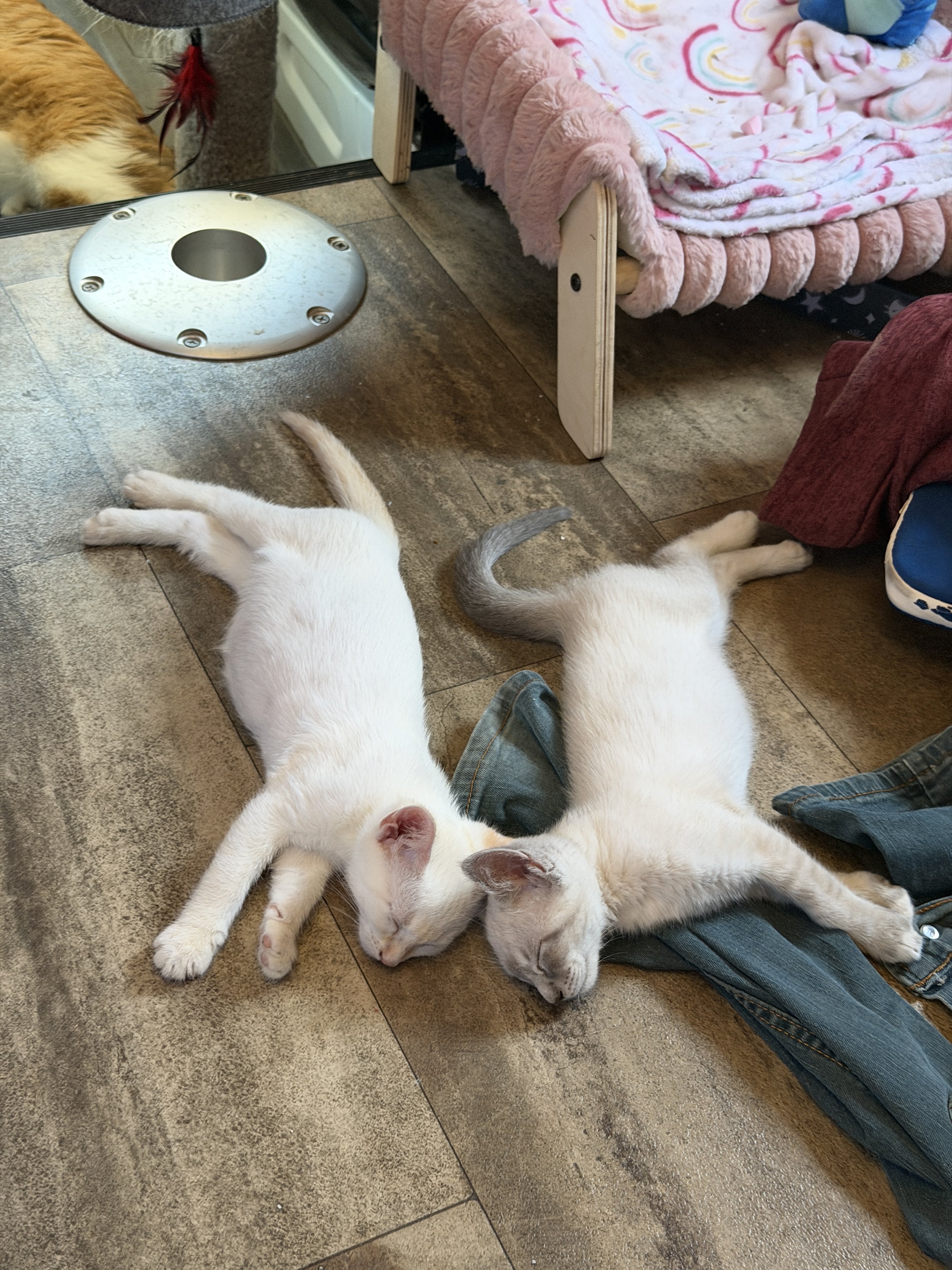 🐾🌞 Just a Kitten’s Day 🌞🐾