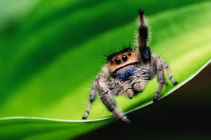 🕷️💙 Webster’s Brave Little Adventure 💙🕷️