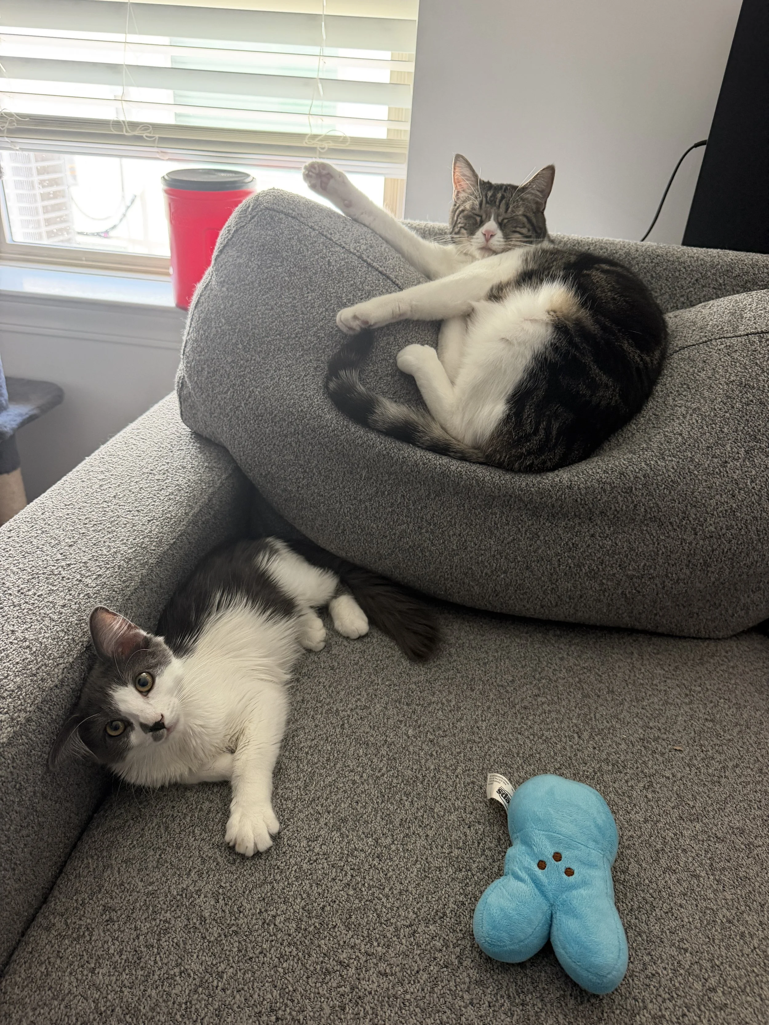 🏡🐾 A Sleepover at Jack’s House 🐾🏡