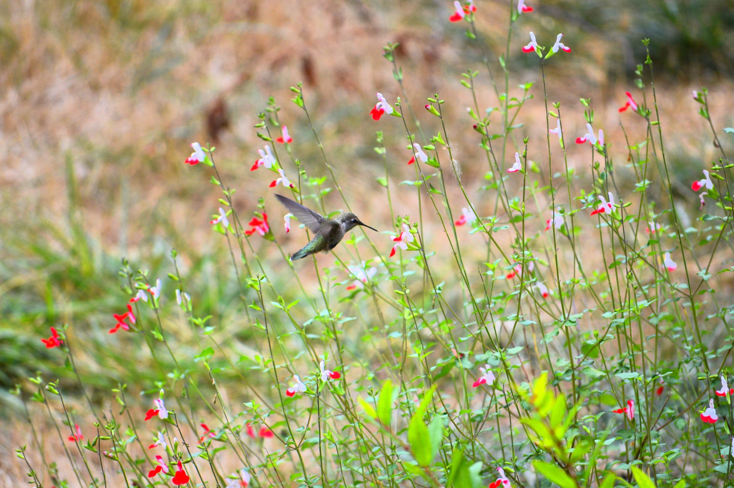 humming bird edit 3.JPG
