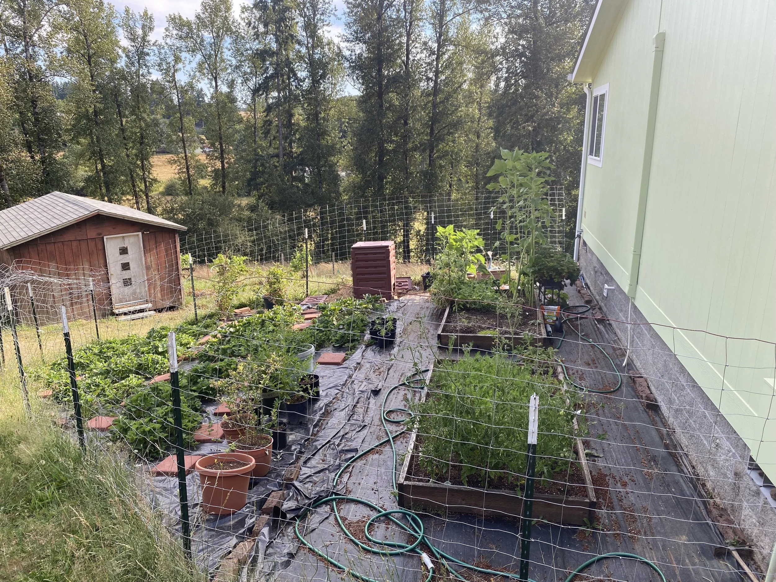 100 Strawberry plants, and I’m just getting started…