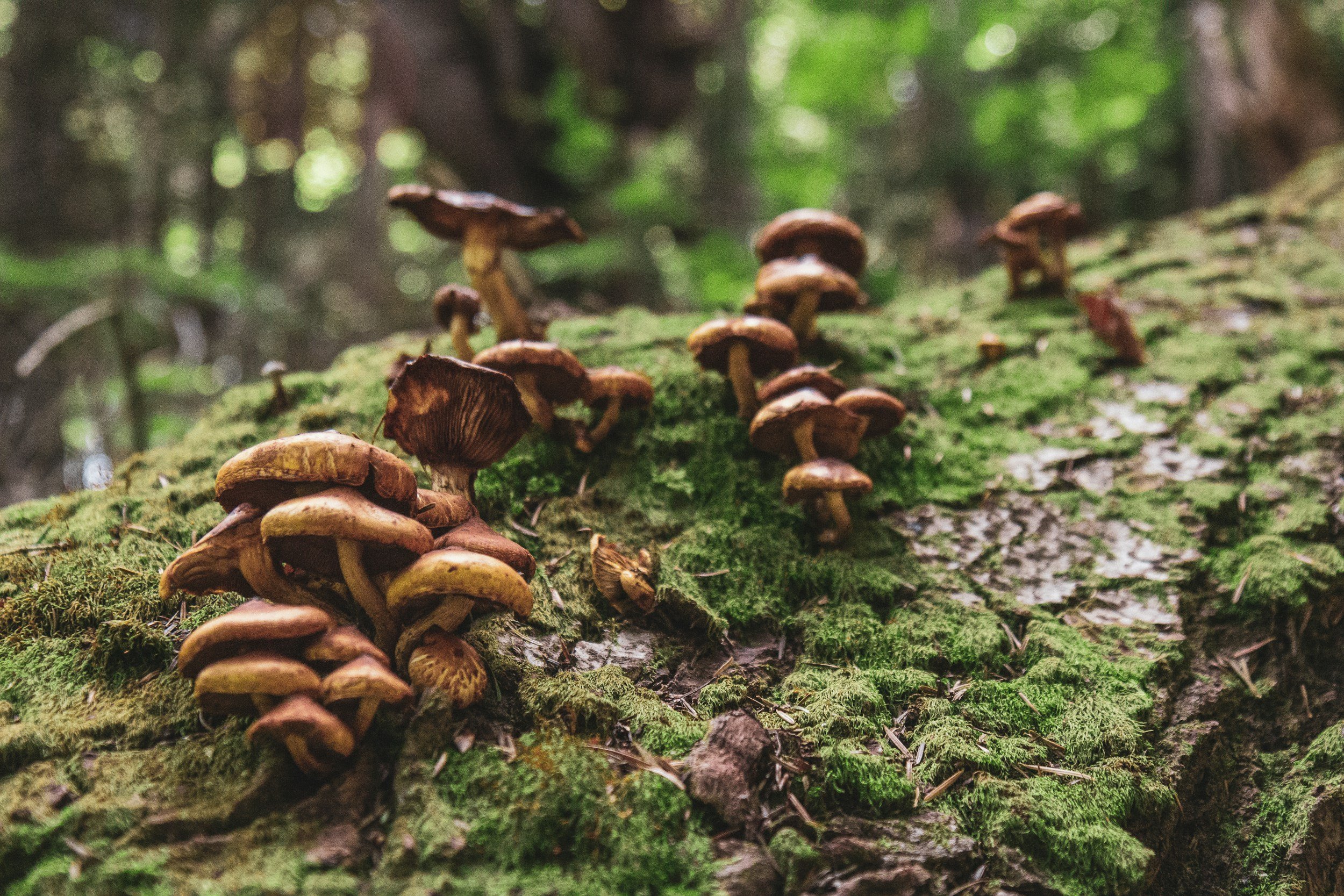 Groups of brown mushrooms growing on a mossy log in a forest environment.