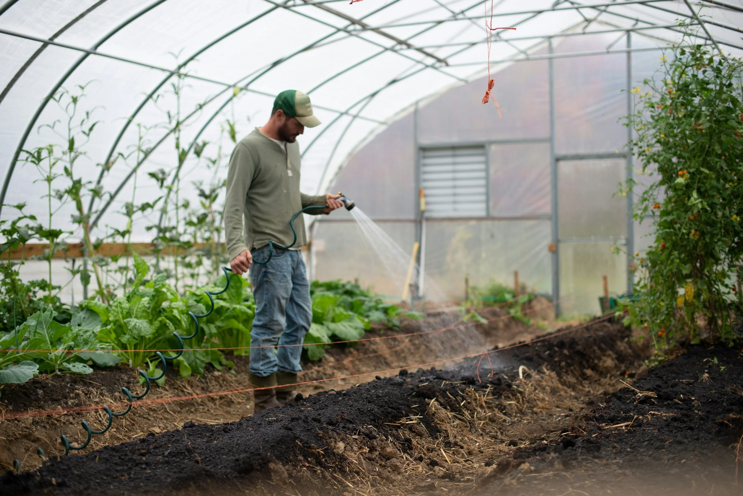 A man watering plants inside a greenhouse, with rows of green plants on either side and a transparent arched roof above.
