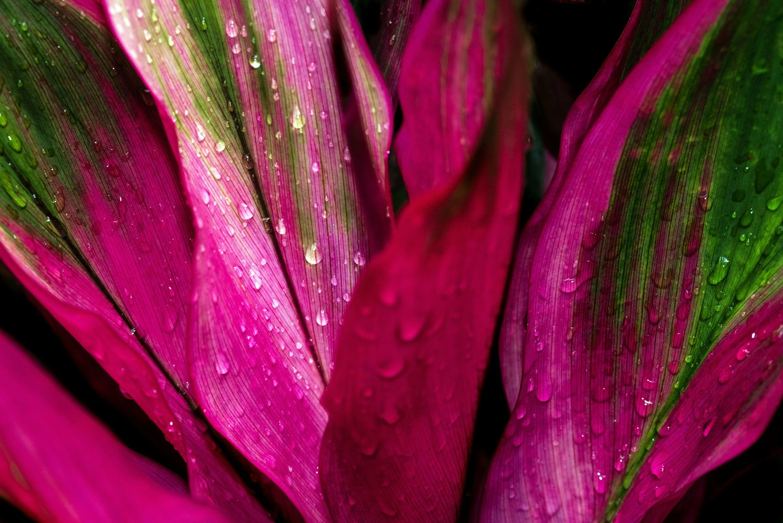 Close-up of pink and green leaves with water droplets.