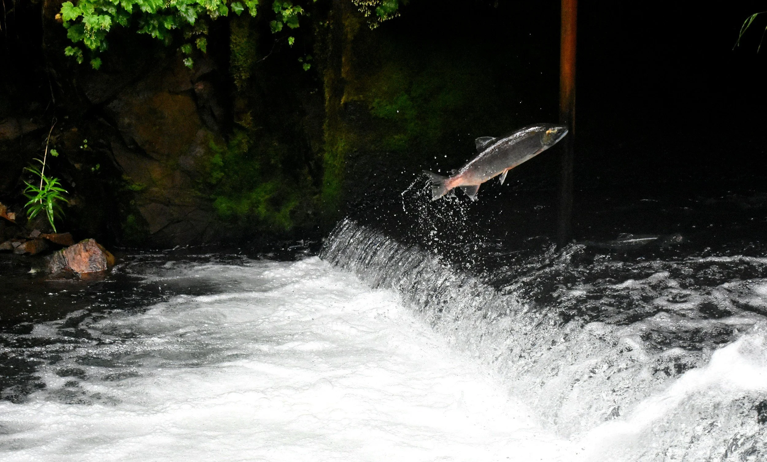 A fish jumping out of a river at night with water splashing around it, and trees and rocks along the riverbank in the background.