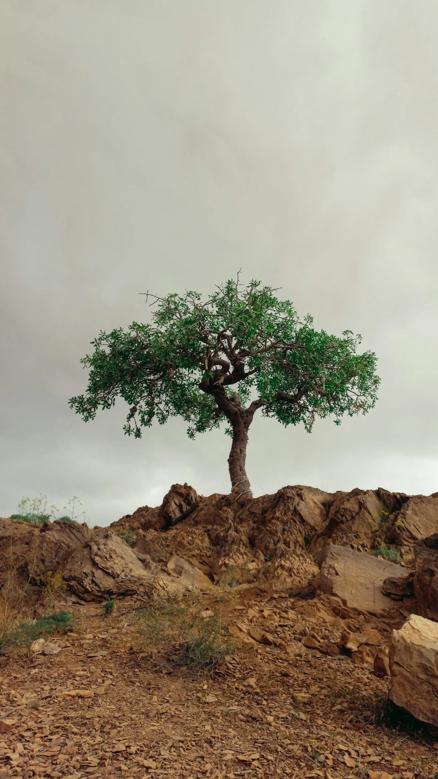 A solitary green tree with a twisted trunk growing on rocky, barren ground under a cloudy sky.