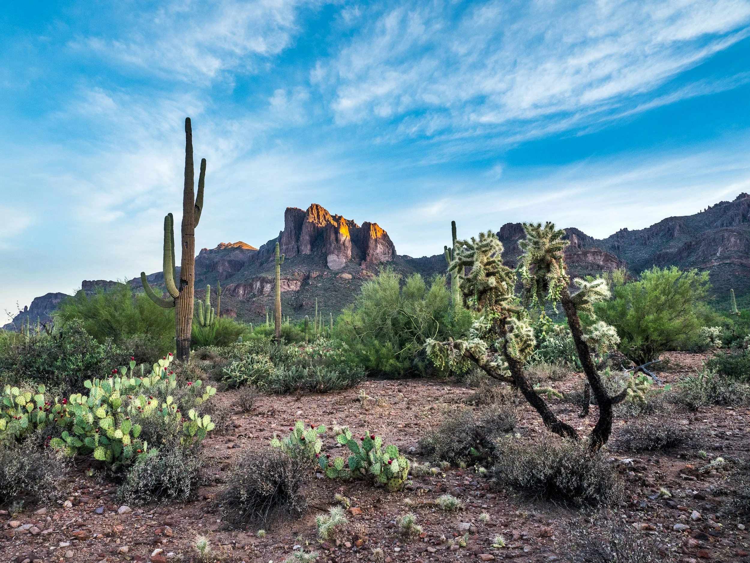 Saguaro cacti and desert shrubs in a rocky desert landscape with mountains in the background under a partly cloudy sky.