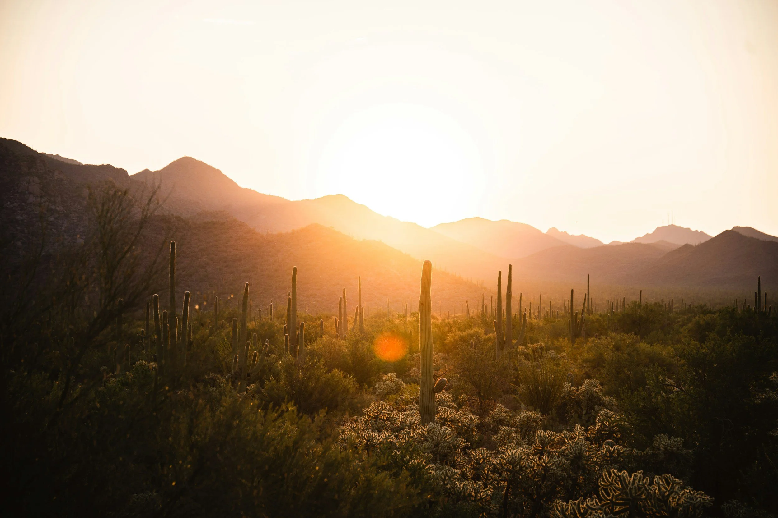 Sunset over a desert landscape with mountains, cactus plants, and desert foliage in the foreground.