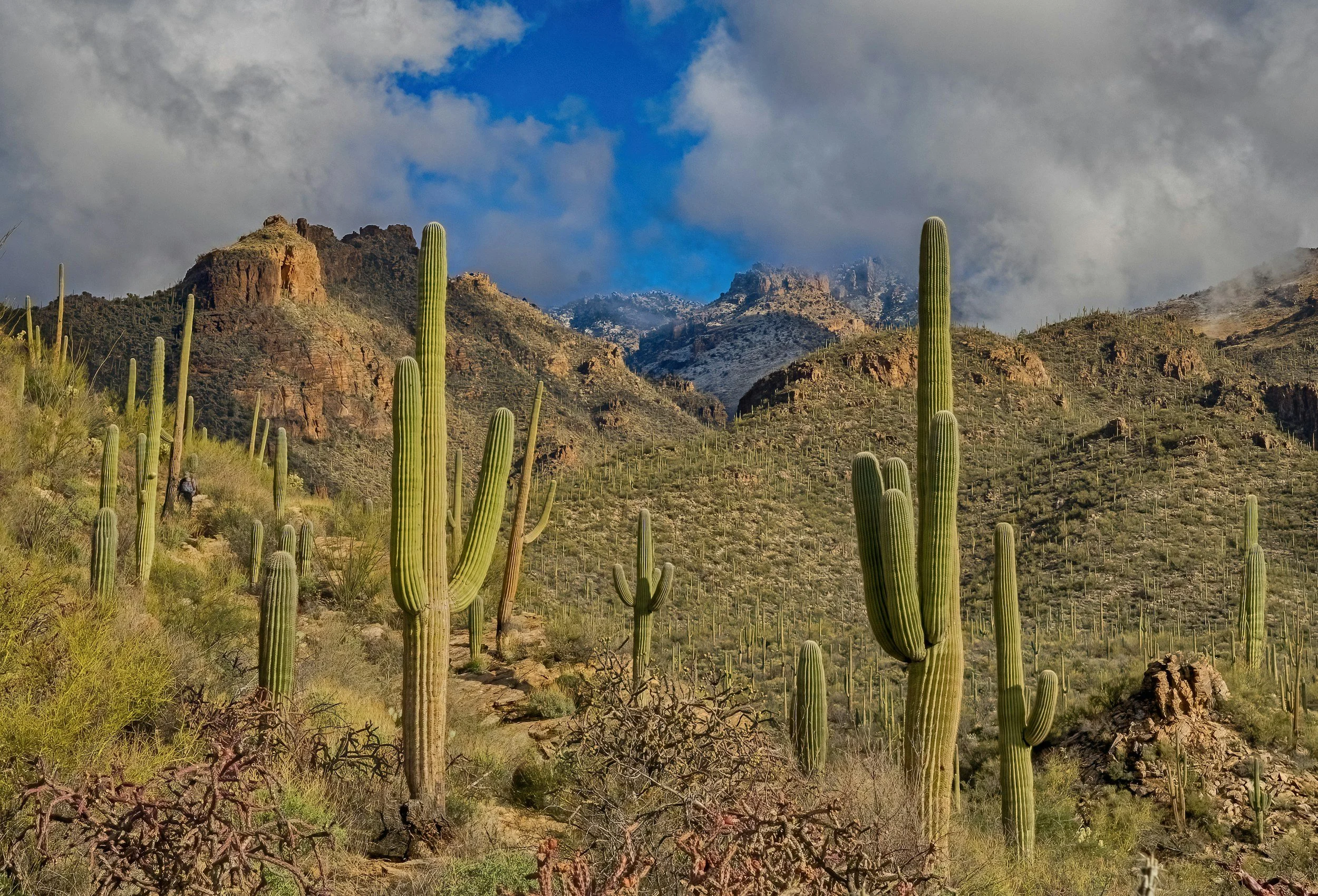Desert landscape with tall saguaro cacti, mountainous terrain, and partly cloudy sky.