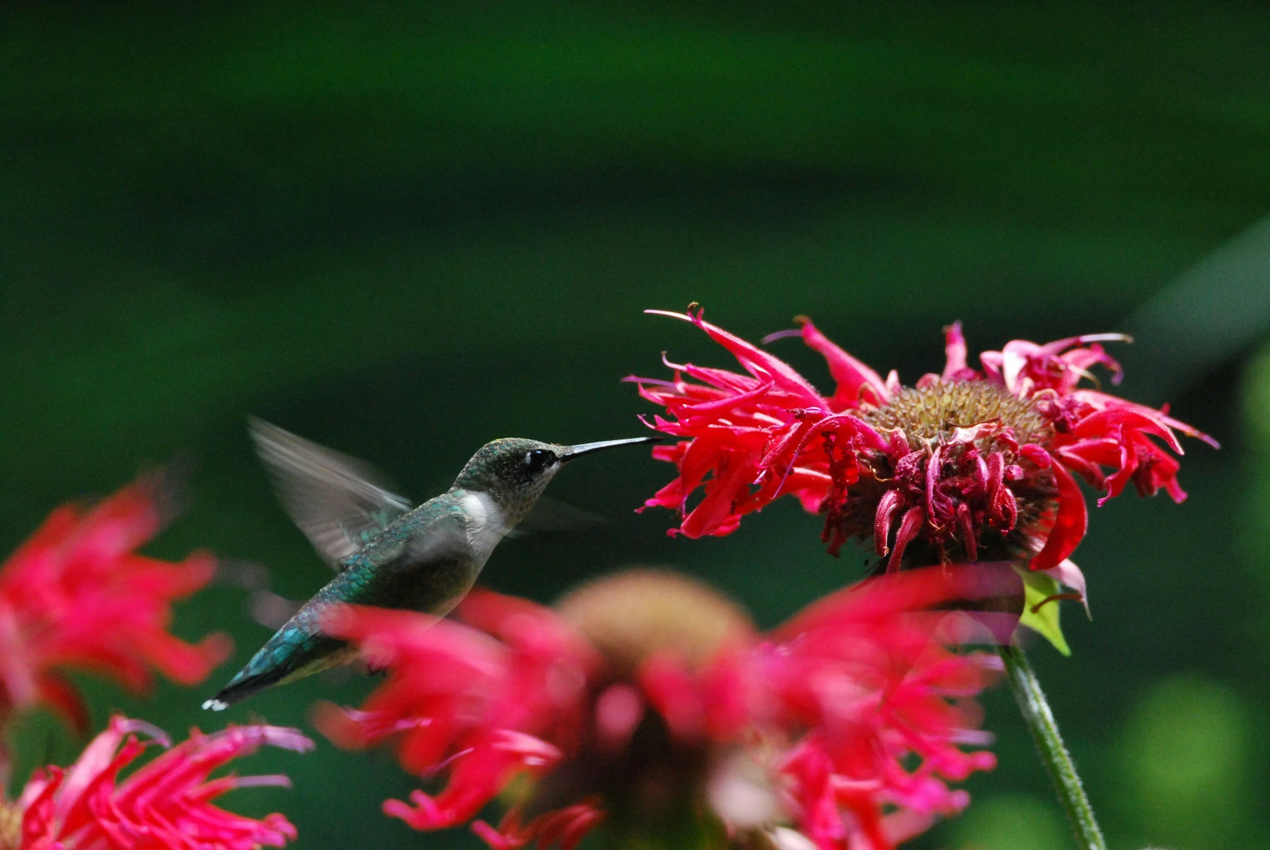 A close-up of a mother hummingbird feeding from a red flower with a blurred background.