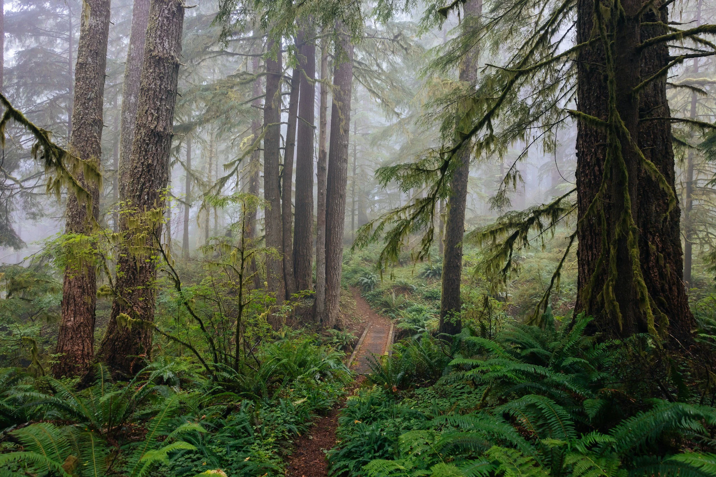 A foggy forest scene with tall trees covered in moss, a narrow dirt trail leading through dense green ferns and undergrowth.