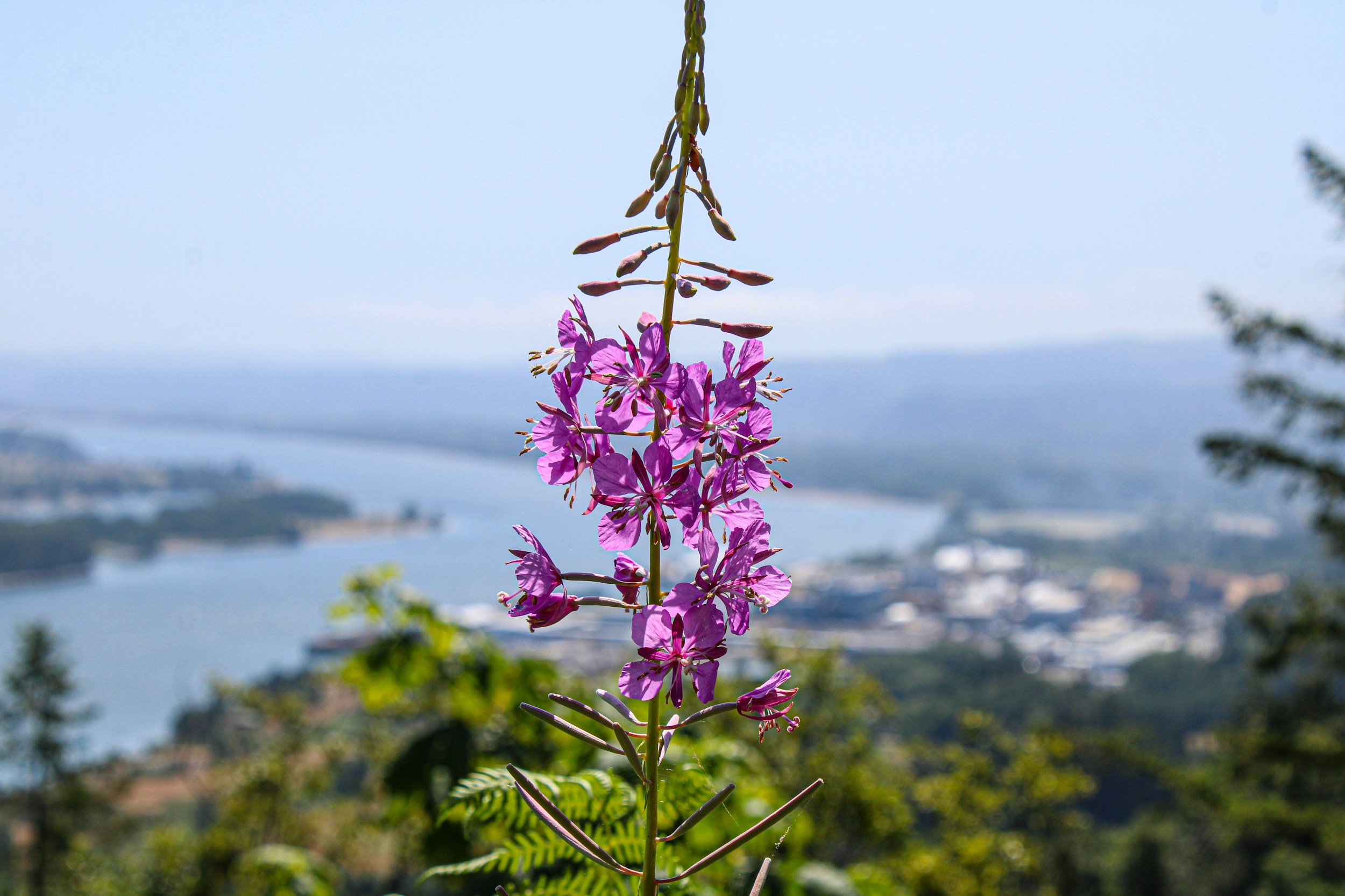 A tall pink flower with multiple blossoms along its stem, set against a background of a lake or river, hills, and a cloudy sky.