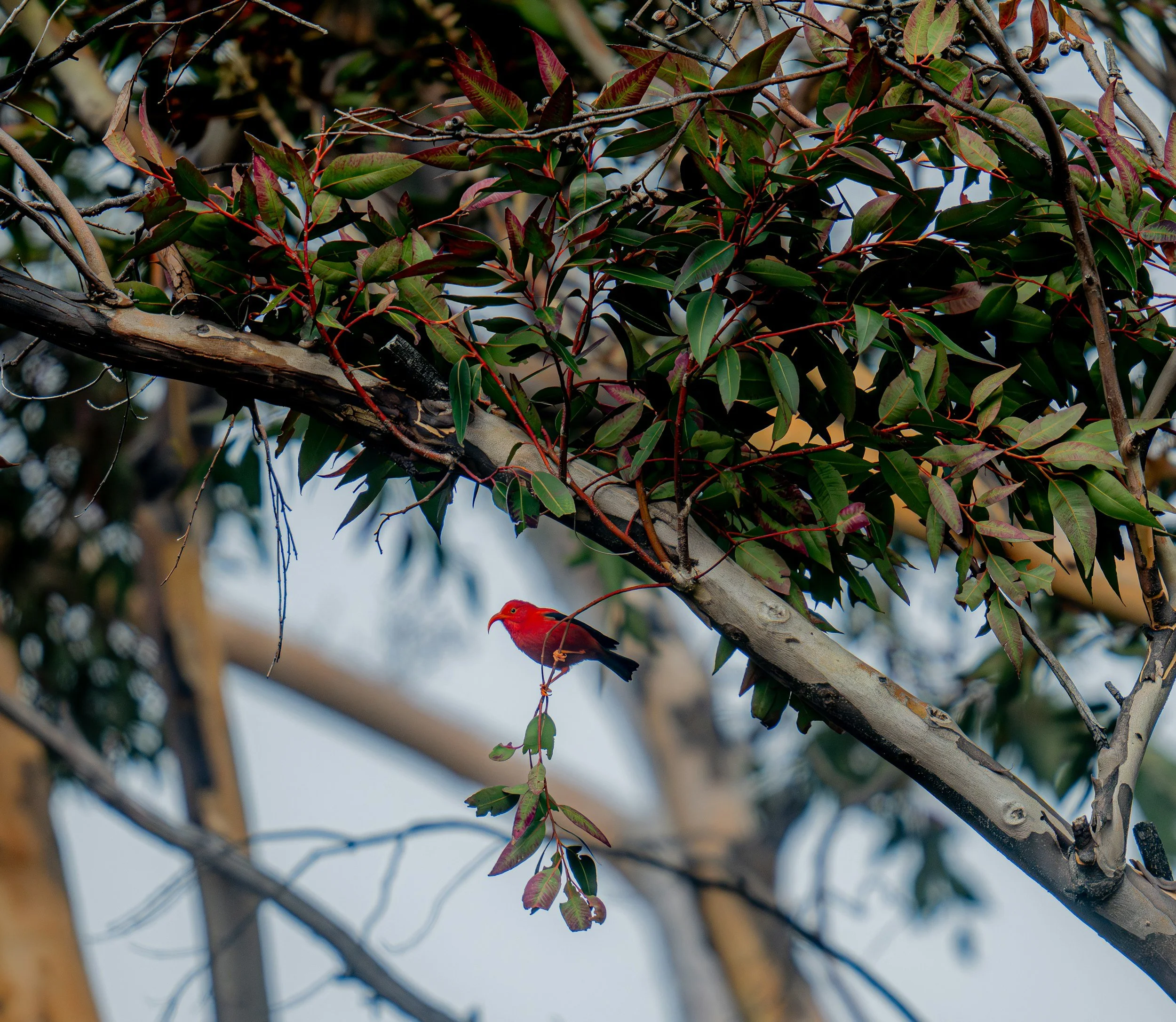 A bright red bird perched on a tree branch amidst green and reddish leaves, with a background of a blue sky and blurred tree branches.