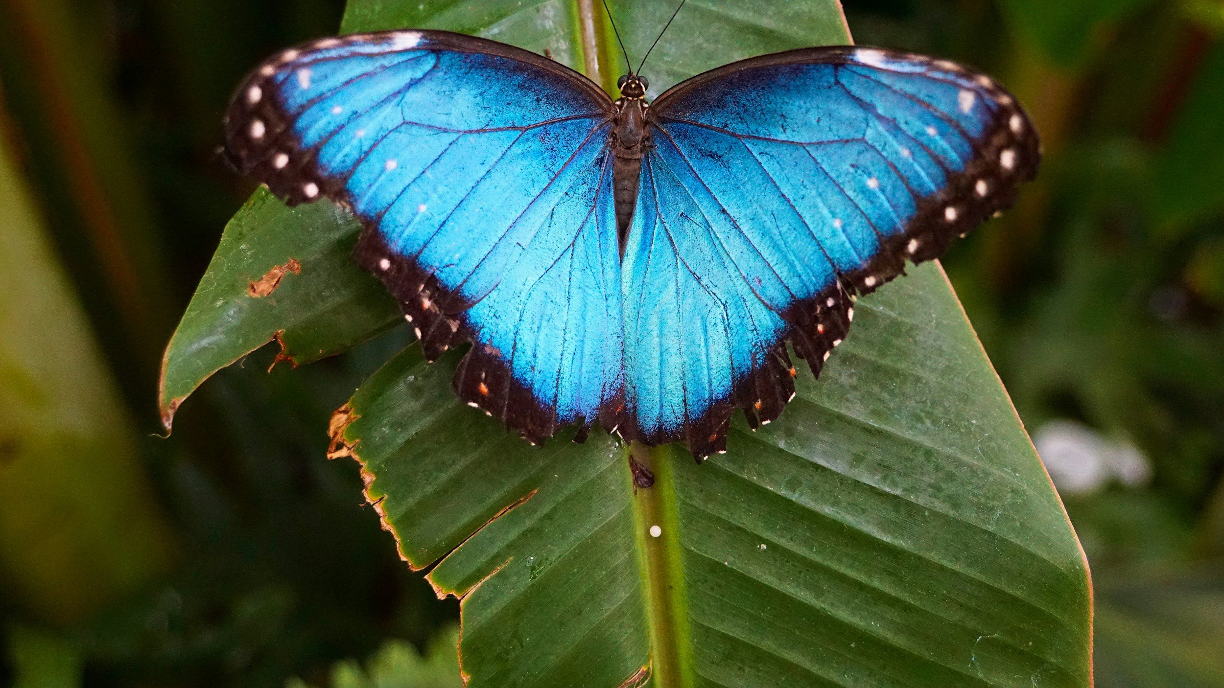A vibrant blue butterfly with black edges and white spots on its wings, resting on green leaves.
