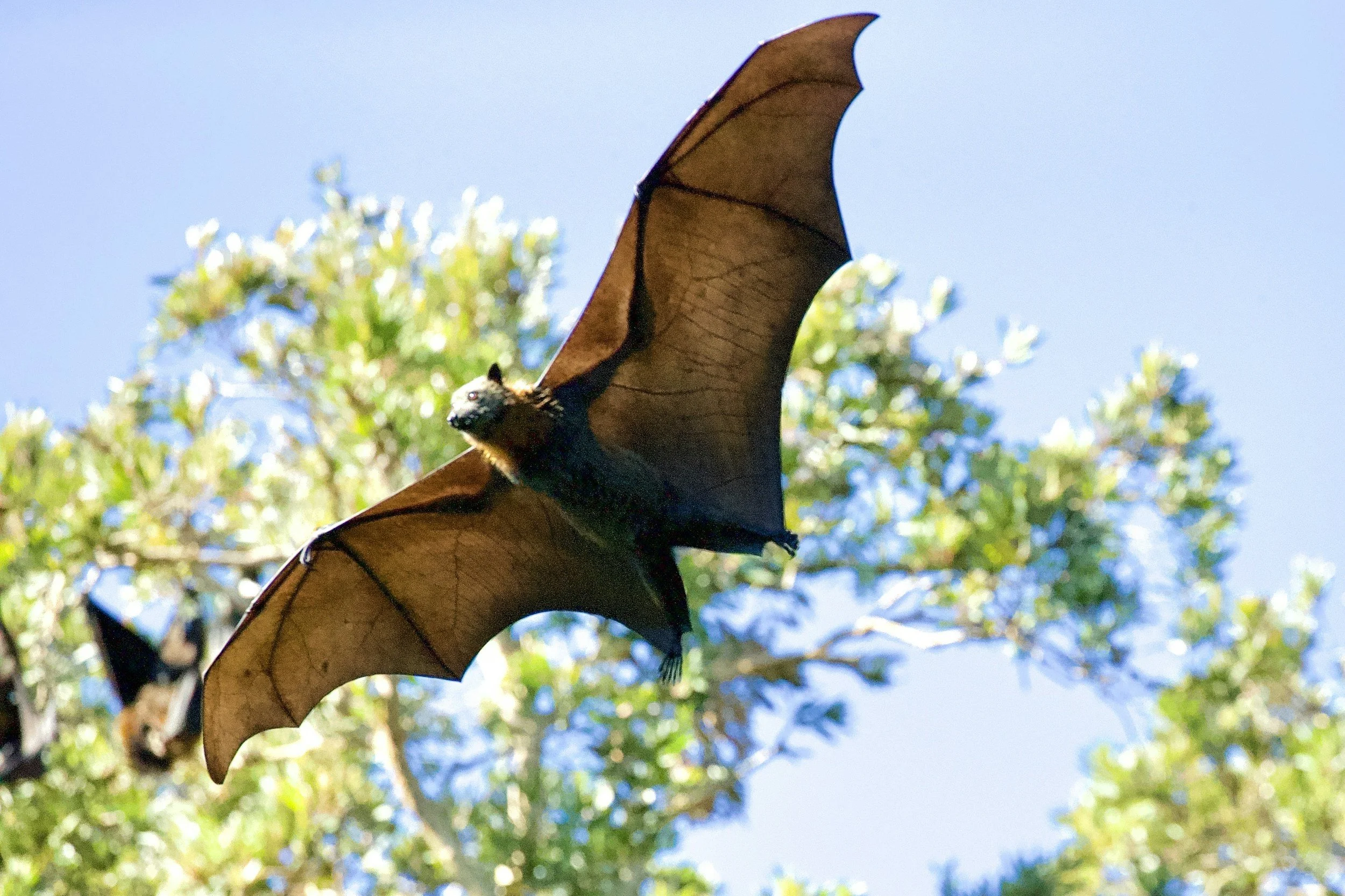 A photograph of a bat in flight against a blue sky with green trees in the background.