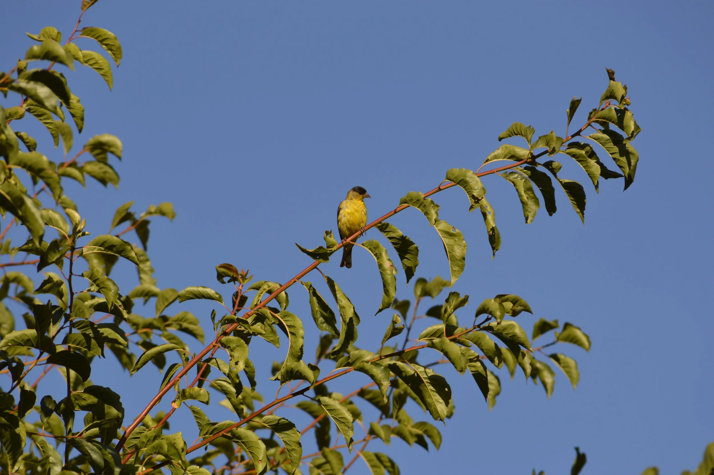 DSC_0003.JPG
