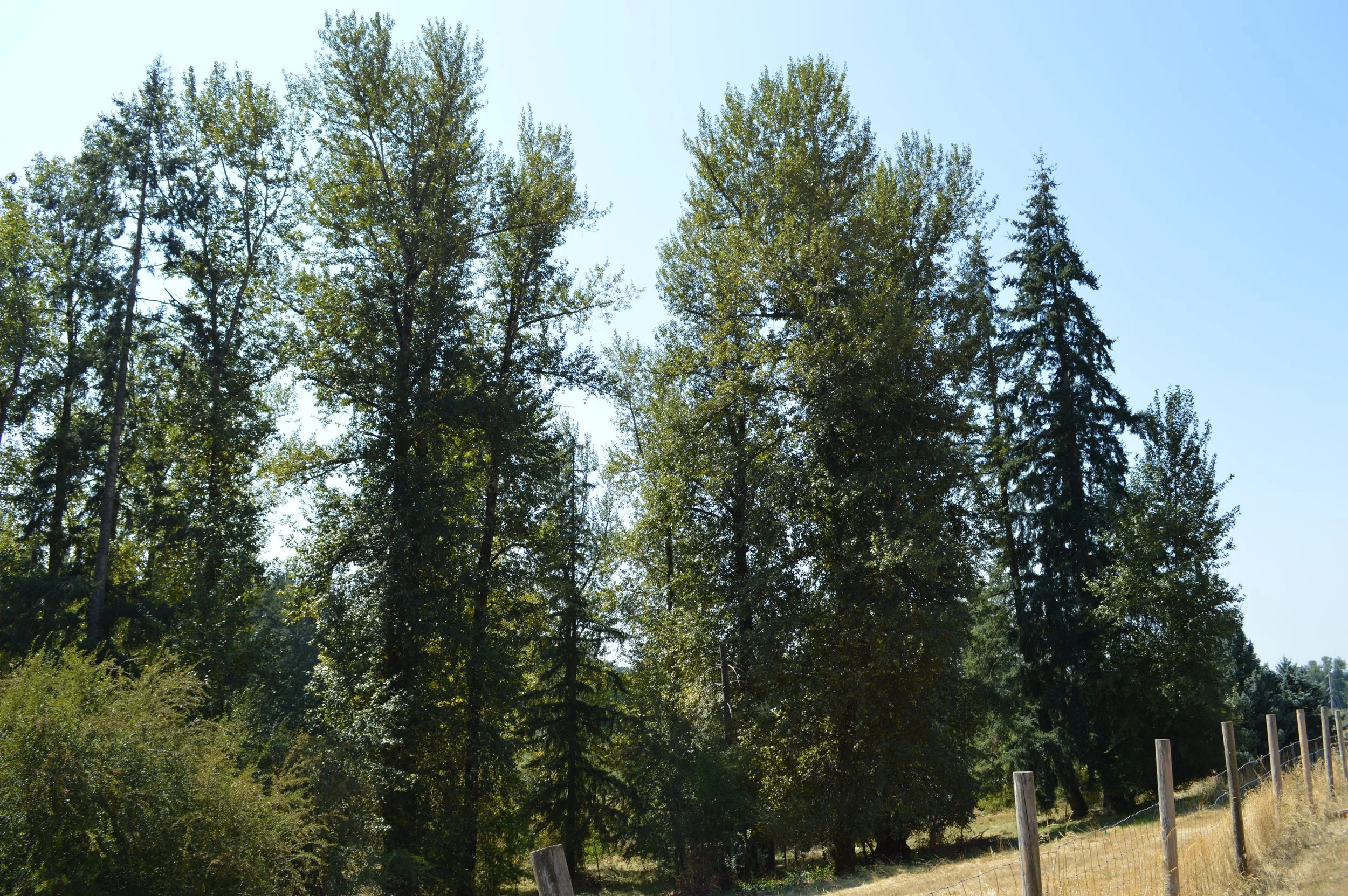 DSC_0033.JPG