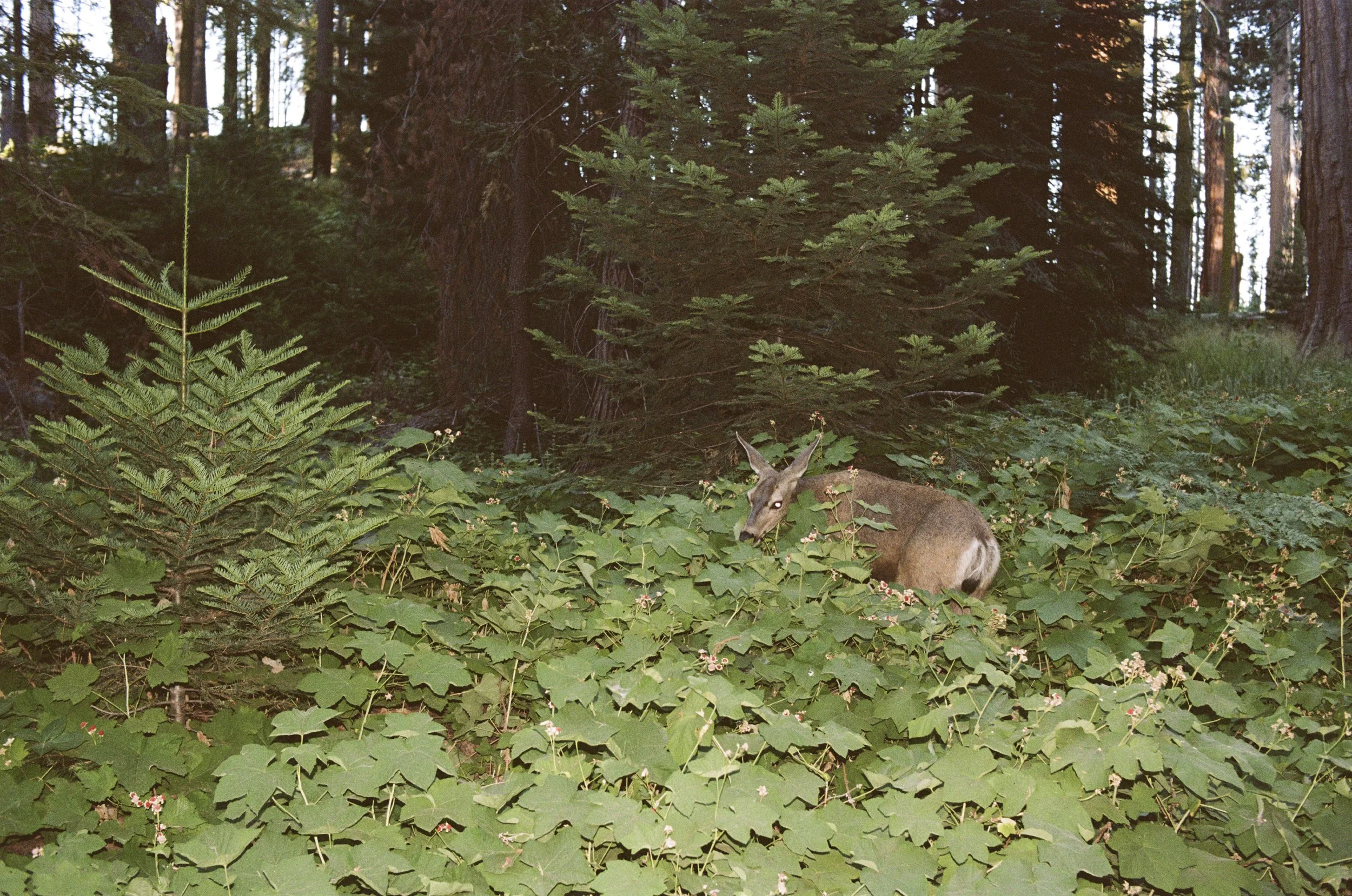 Portra 160 2-31.jpg