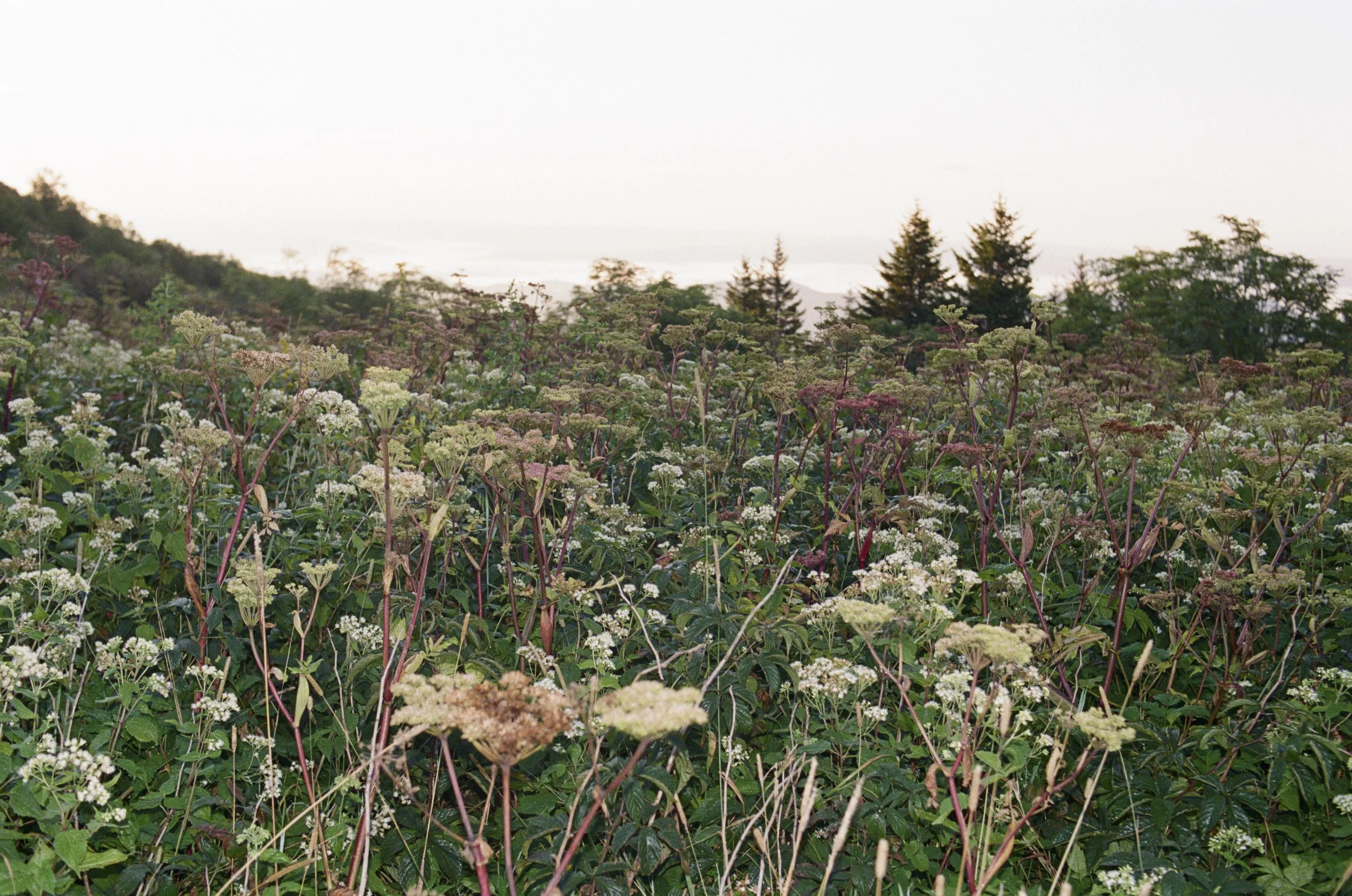 Fuji 400 1-16.jpg
