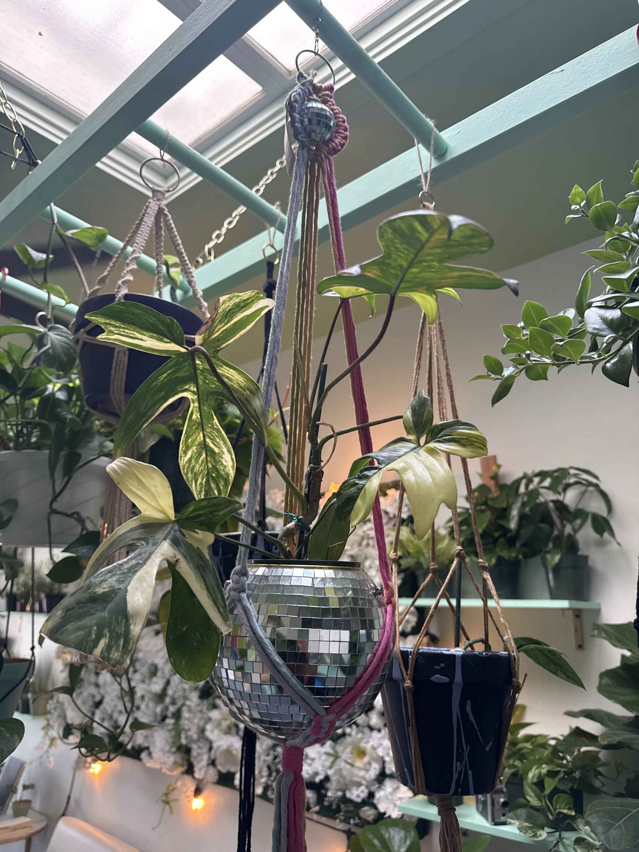Indoor garden scene with several hanging planters containing various green plants, including a variegated leaf plant. A mirrored disco ball hangs among the plants, reflecting light. Warm string lights in the background create a cozy atmosphere.