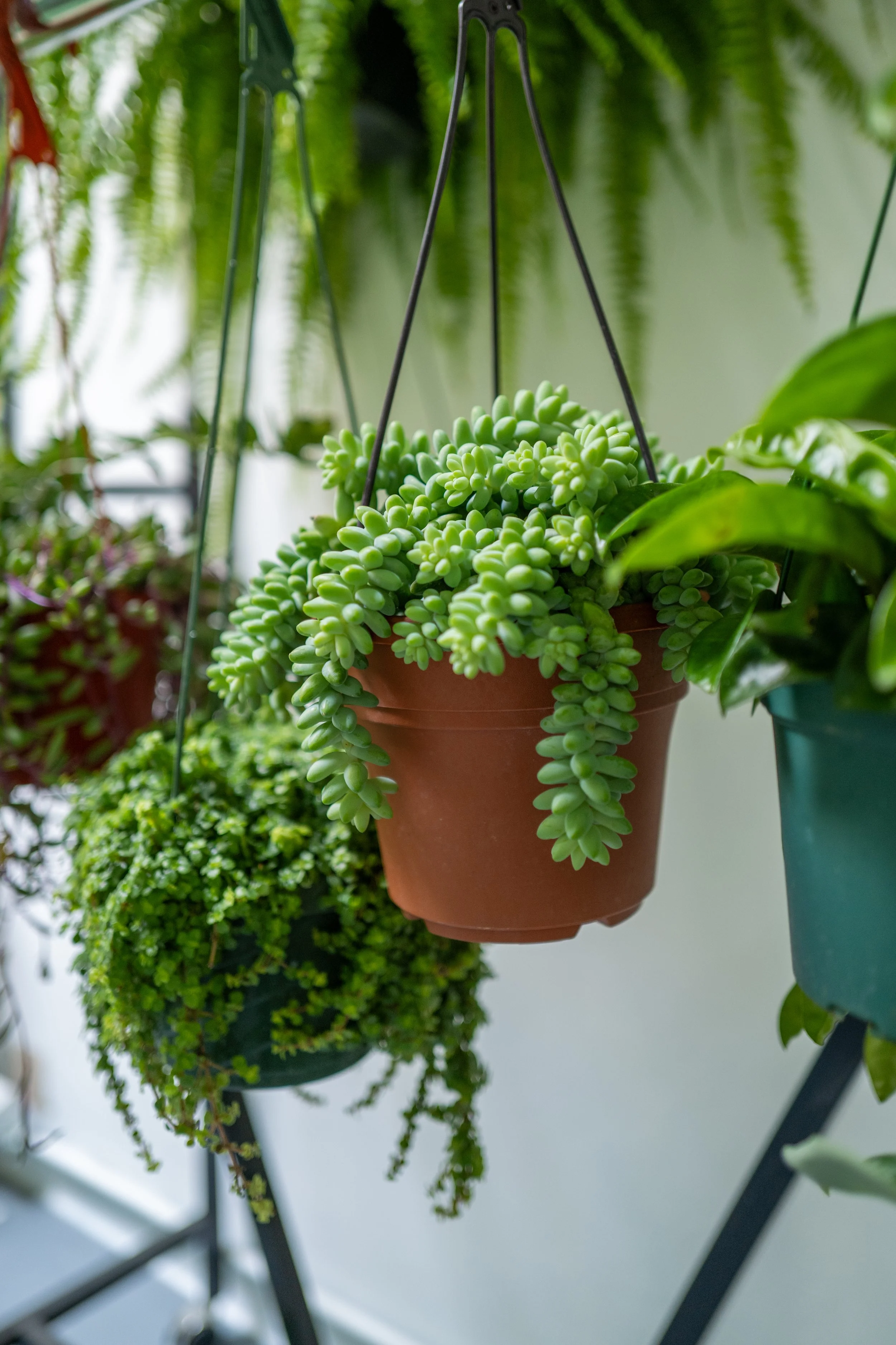 Hanging terracotta pot with a green succulent plant, surrounded by other potted plants, on a black metal stand.