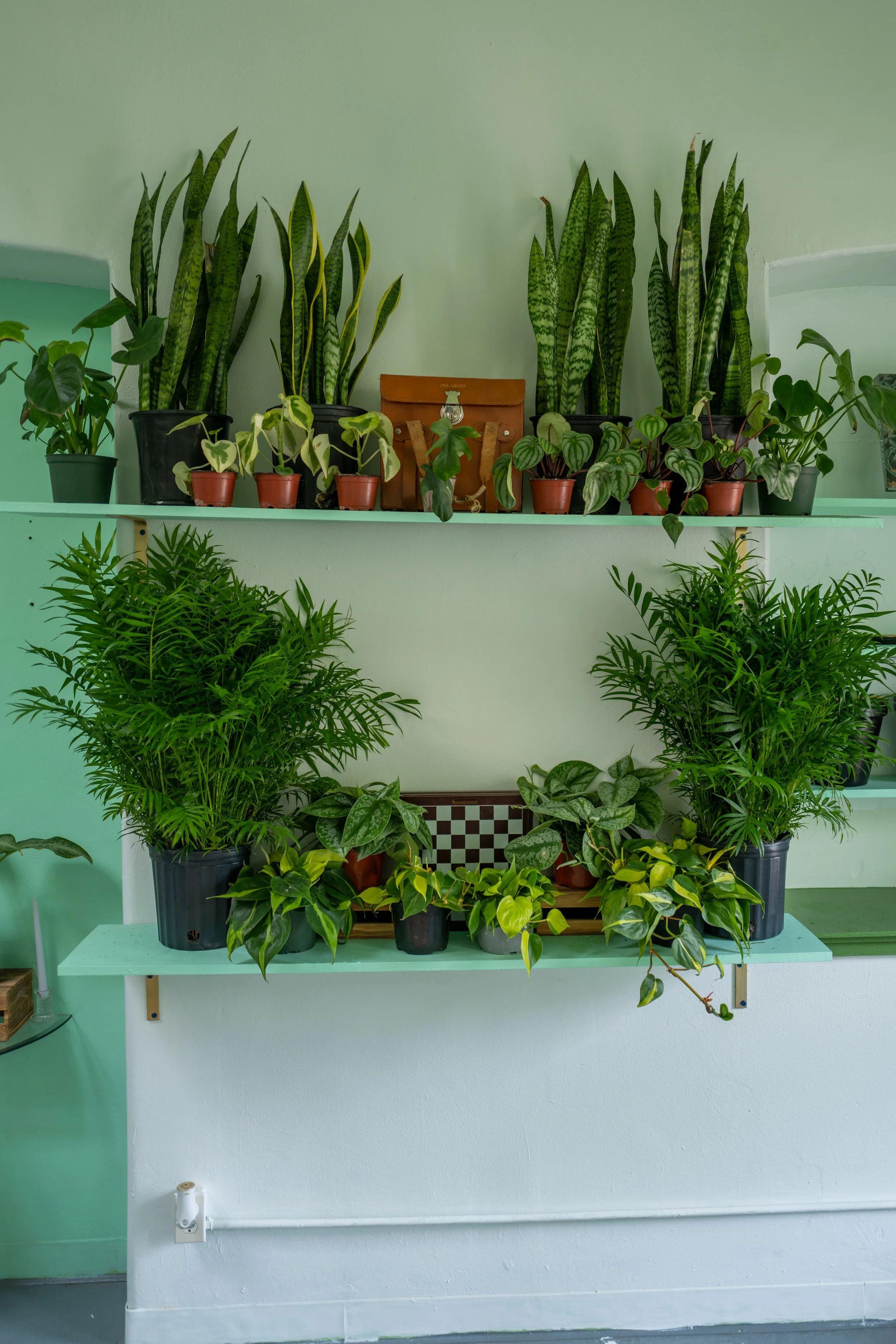 Indoor display of various potted houseplants on three white shelves against a light green wall.