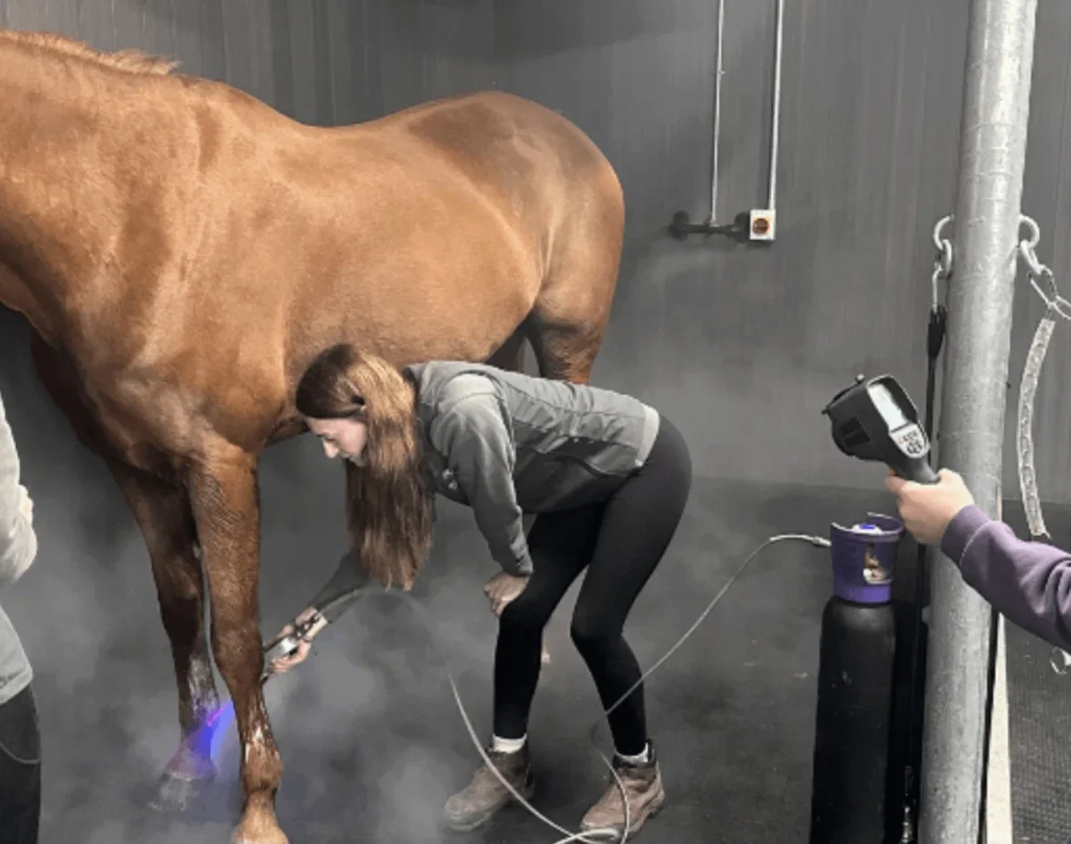 IC equine user 2.webp