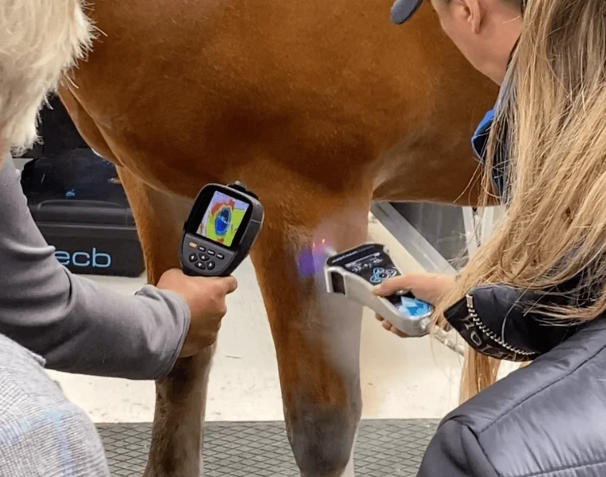 IC equine user 4.webp
