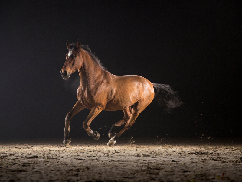A horse running fast