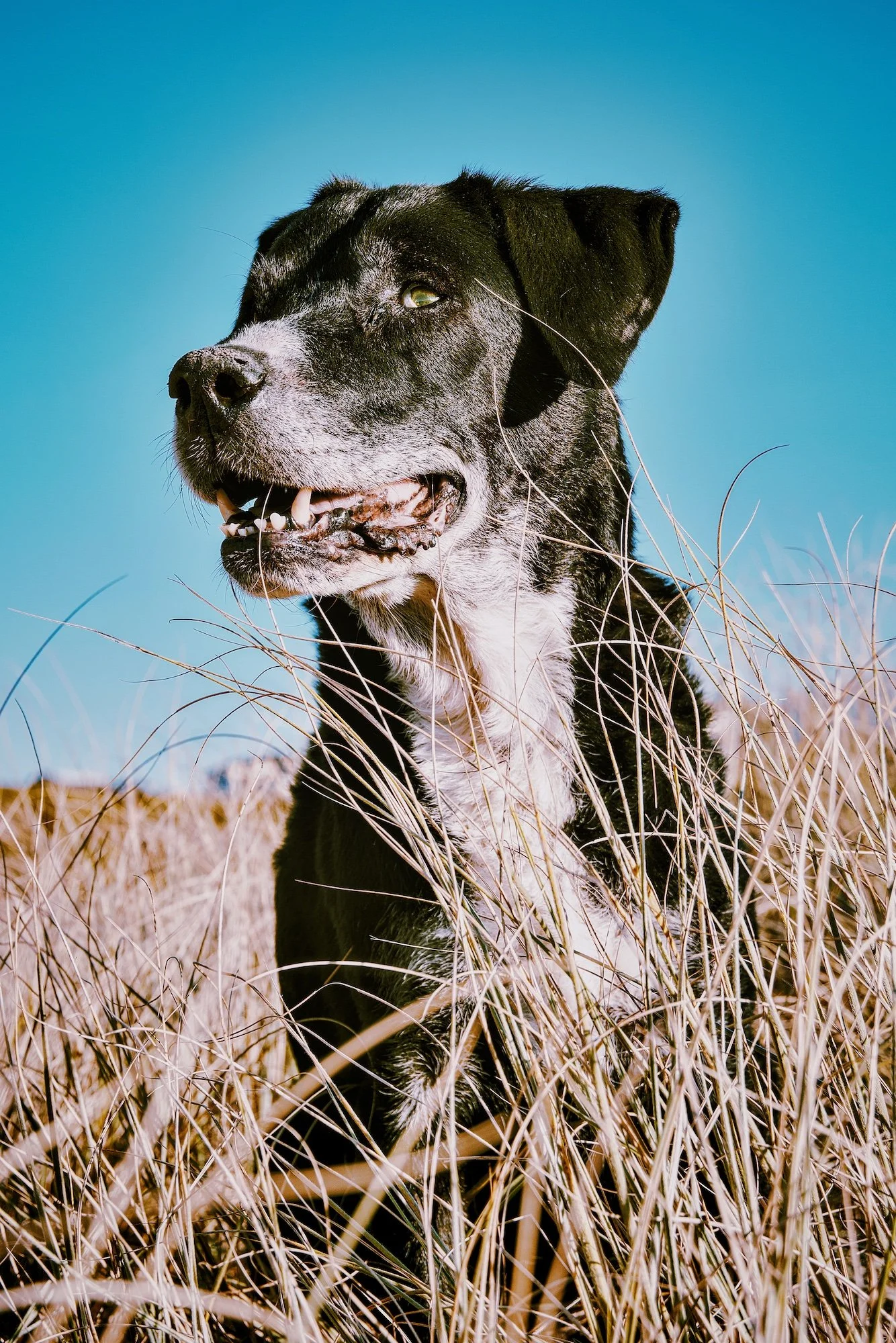 mount-maunganui-dog-portrait-tux.JPG