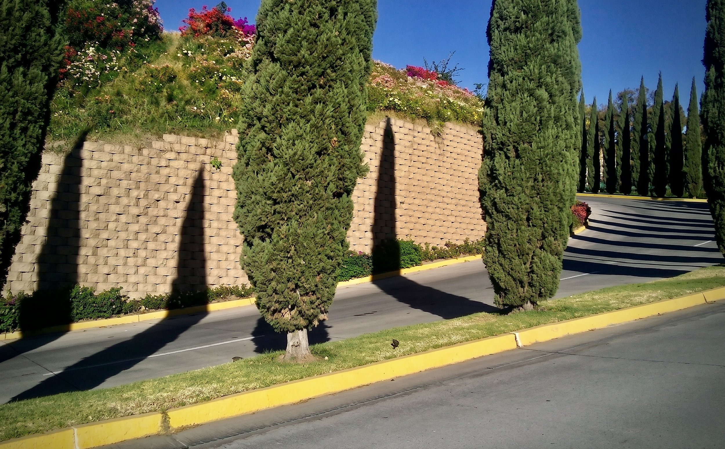 Caminito con pared de bloques, árboles de ciprés, y flores en un jardín en un día soleado con cielo despejado.