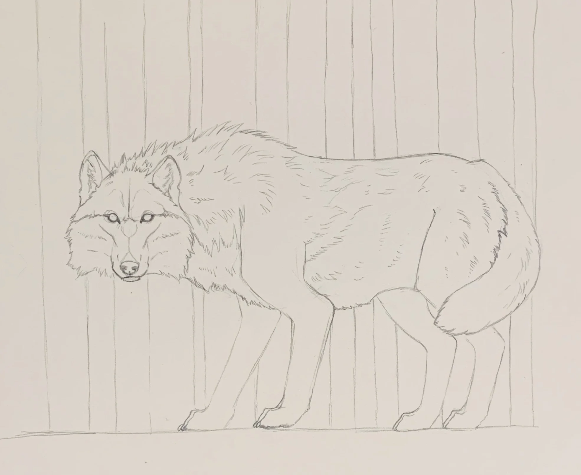 wolf_trees_sketch.jpg