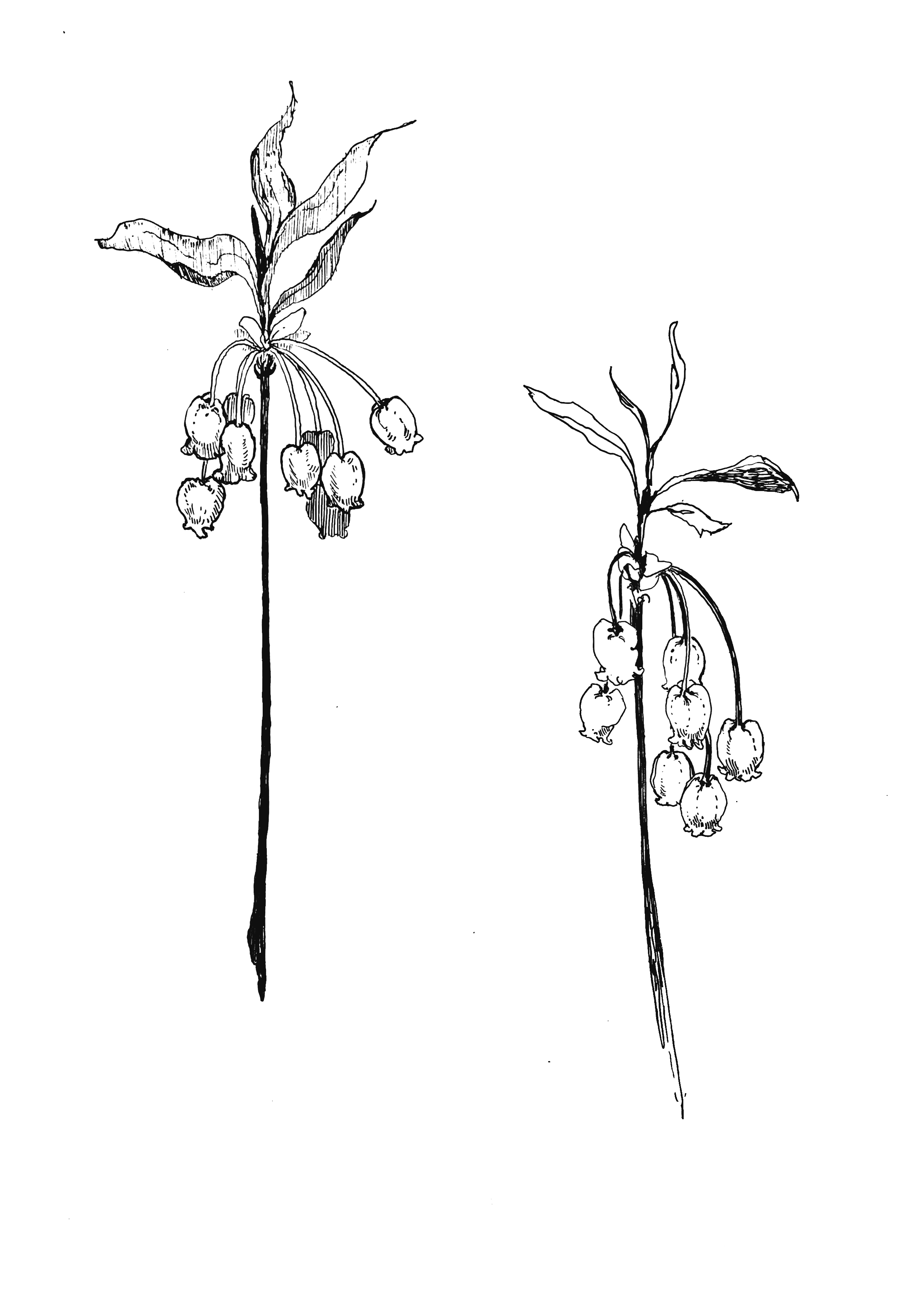 Line drawing of two plants with drooping clusters of small, bell-shaped flowers hanging from the stems, and elongated leaves.