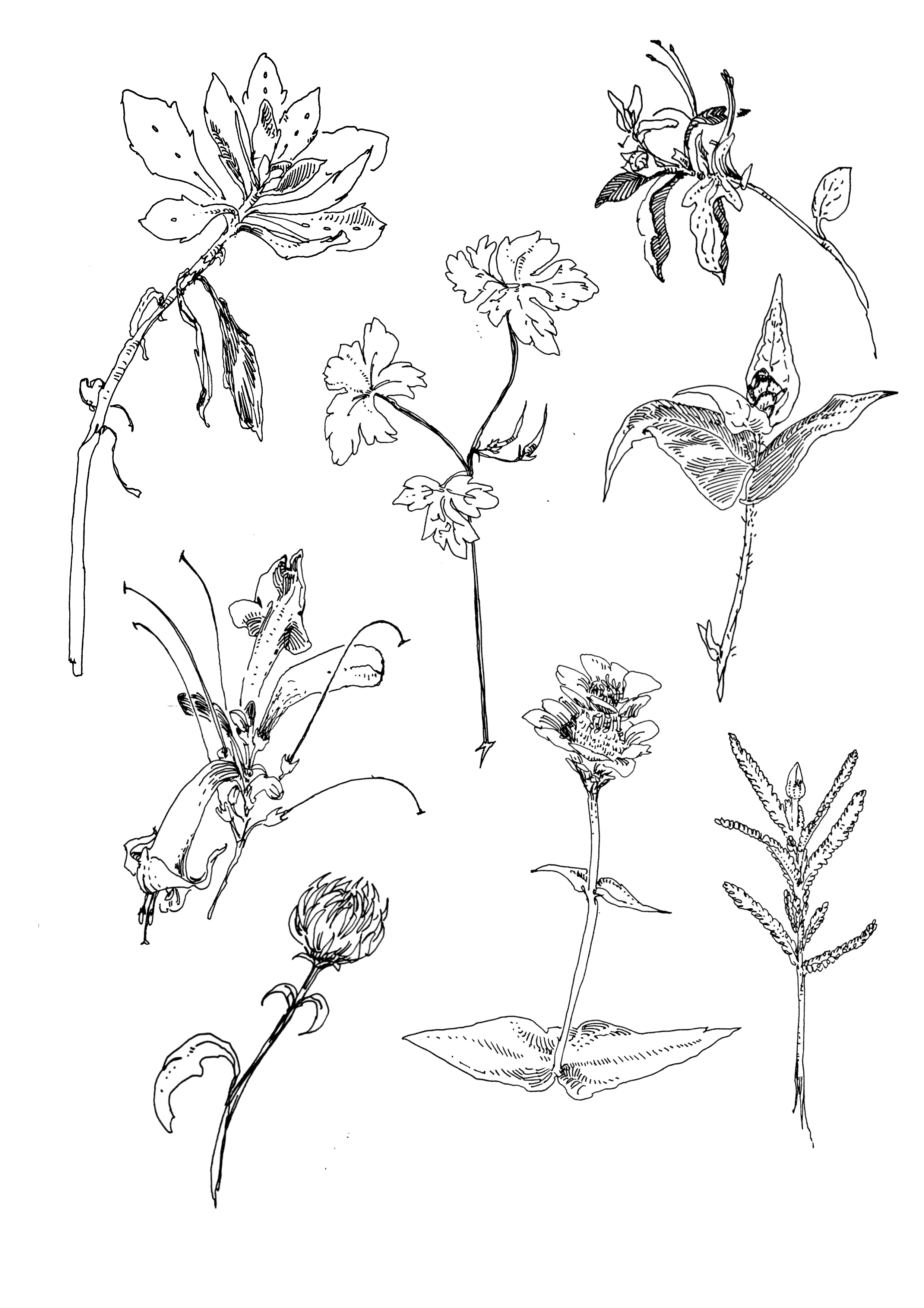 Line drawing of various flowers, including a large species with elongated petals and multiple smaller flowers with rounded petals, all with detailed leaves and stems.