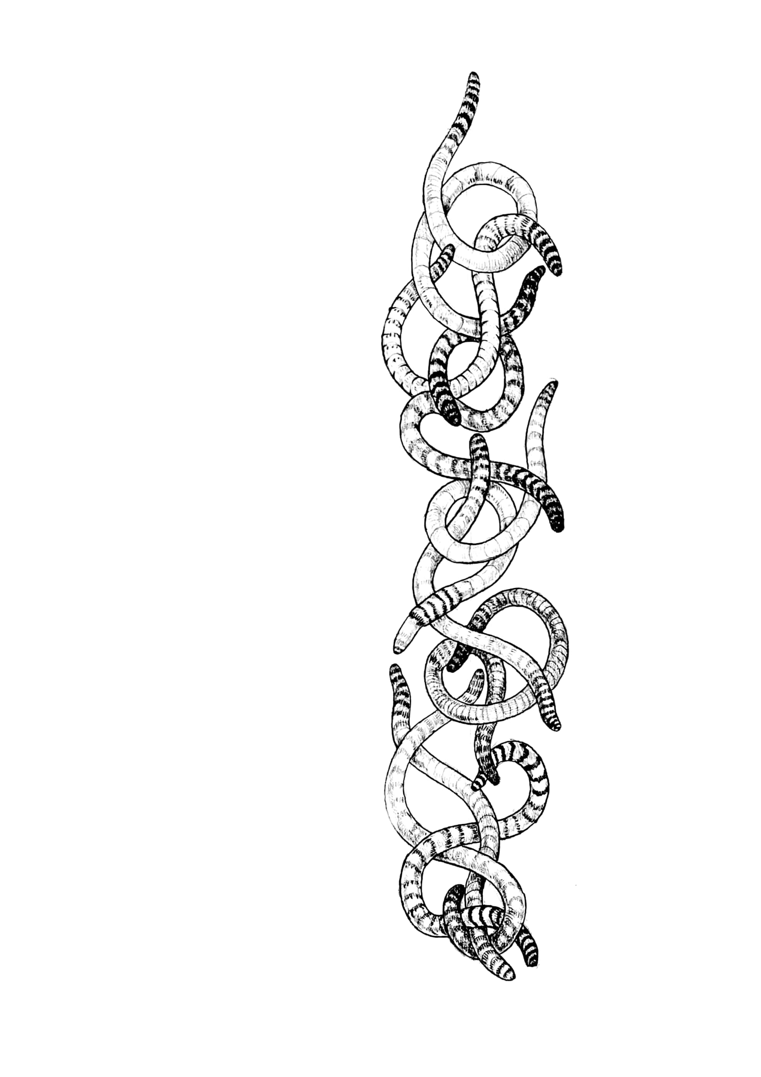 Illustration of numerous intertwined snakes with striped patterns on their bodies.