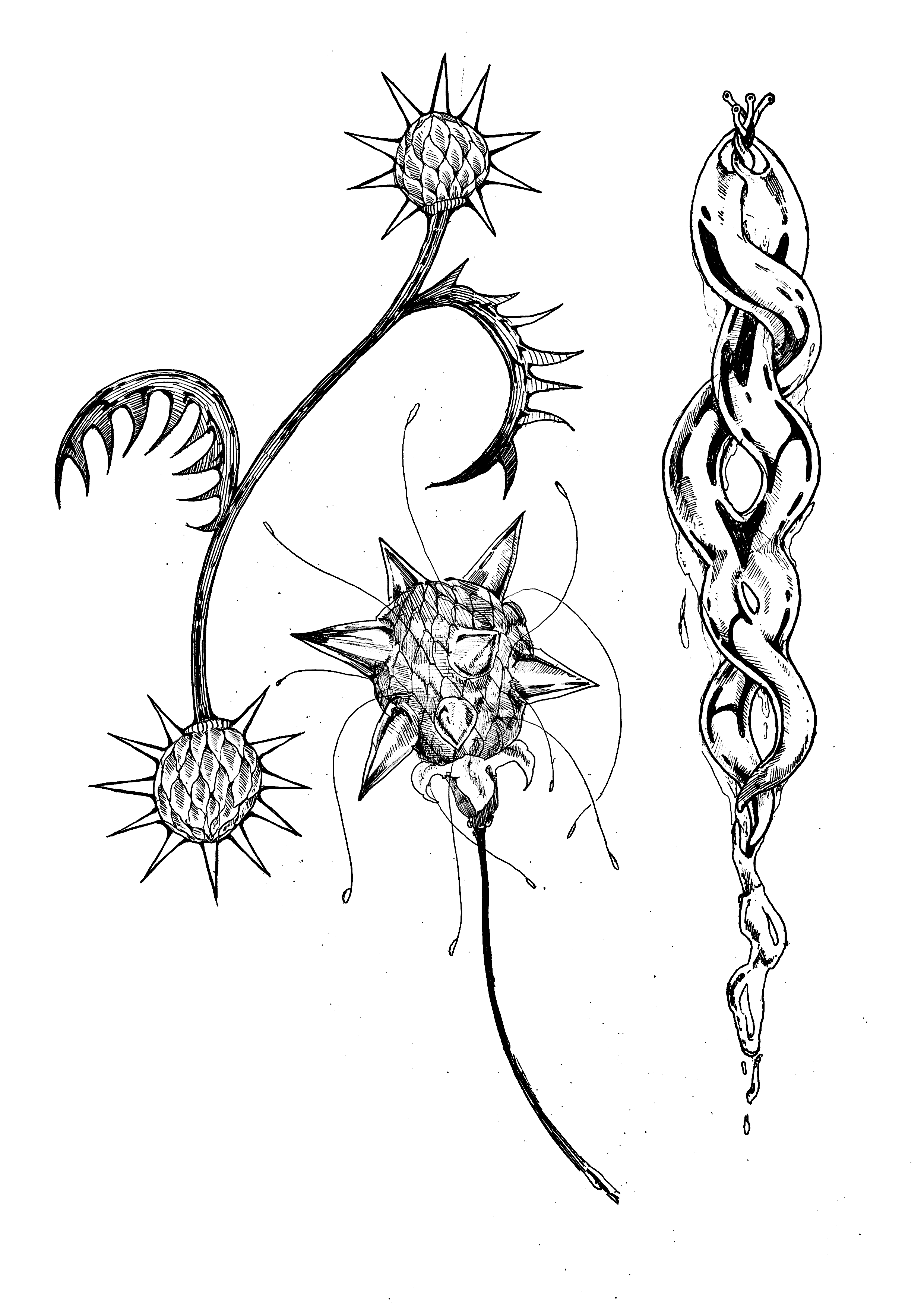 Black and white drawing of a flowering plant with spiky seed pods and a snake coiled around the stem.
