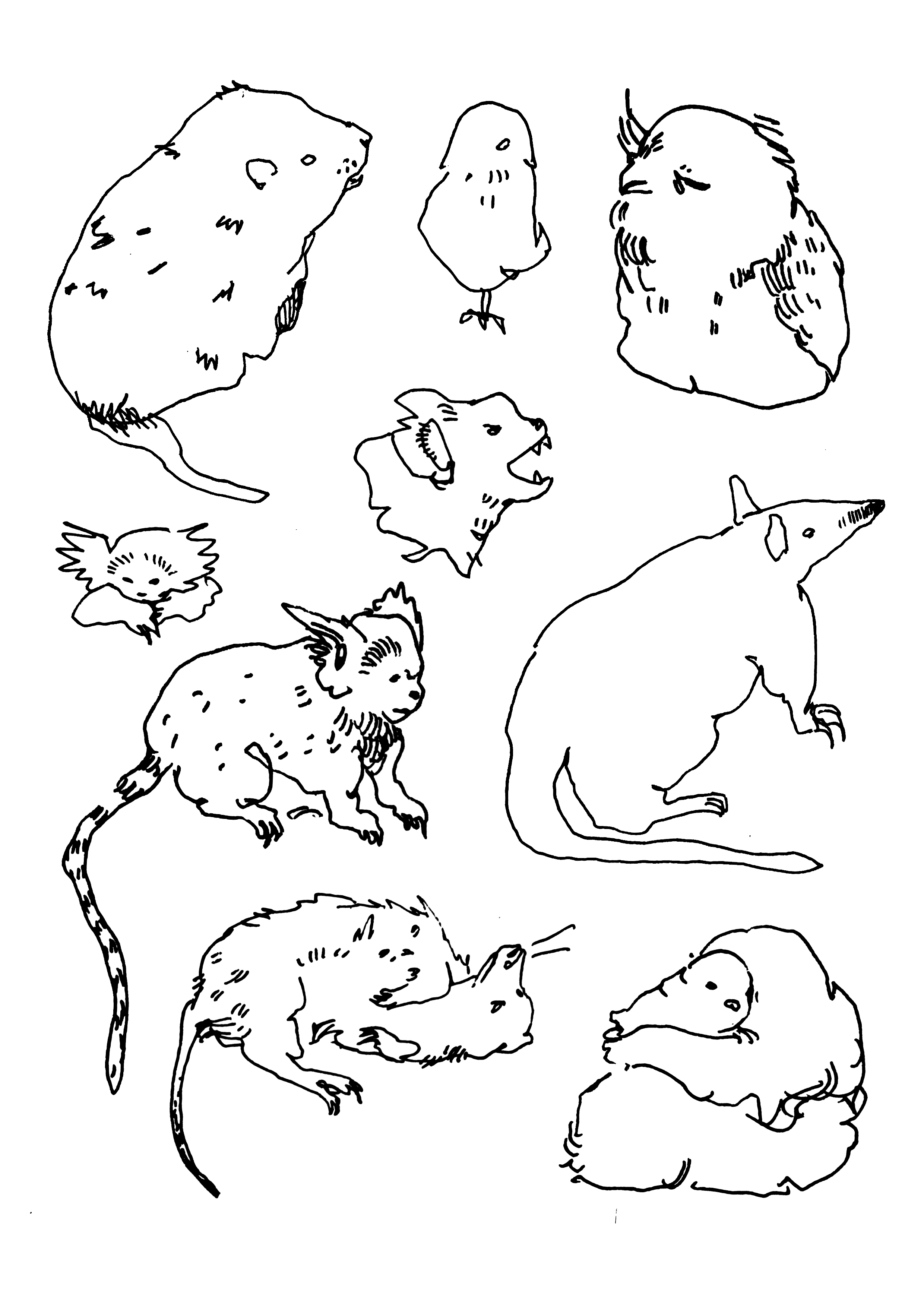 Line drawing of various rodents, birds, and small animals, including mice, rats, a bird, and a hamster, arranged randomly.