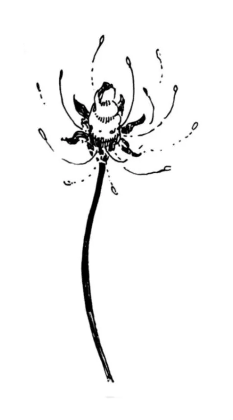 Line drawing of a dandelion flower with some seeds blowing away.