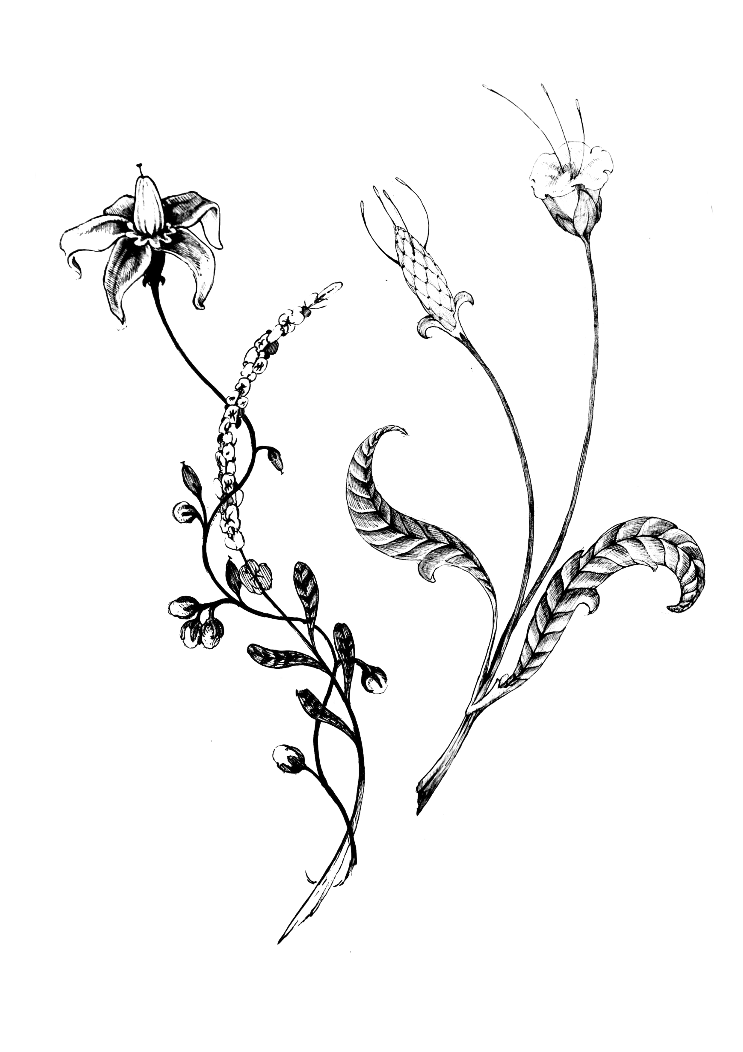 Black and white botanical illustration of three different flowers with detailed leaves and stems.