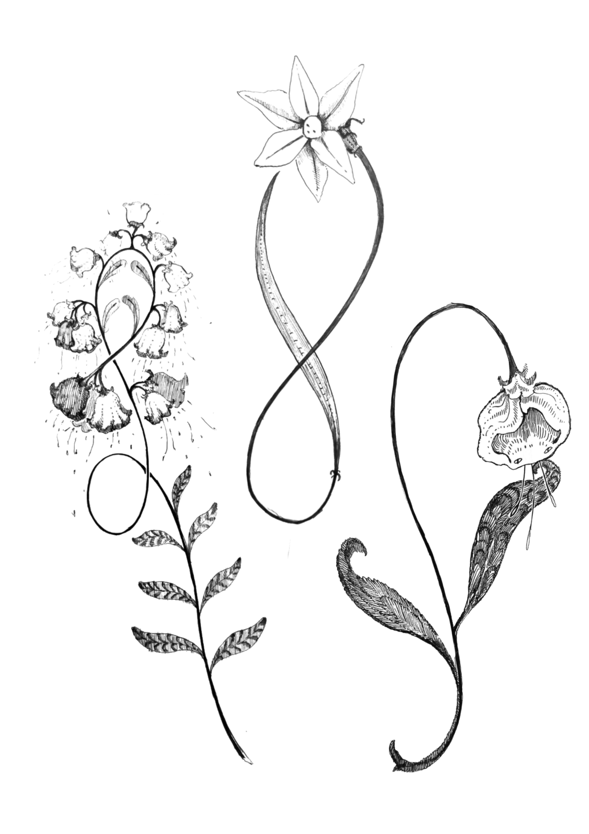 Black and white line drawing of various wildflowers and plants with curved stems and detailed leaves, some with bell-shaped flowers and a snake among the plants.