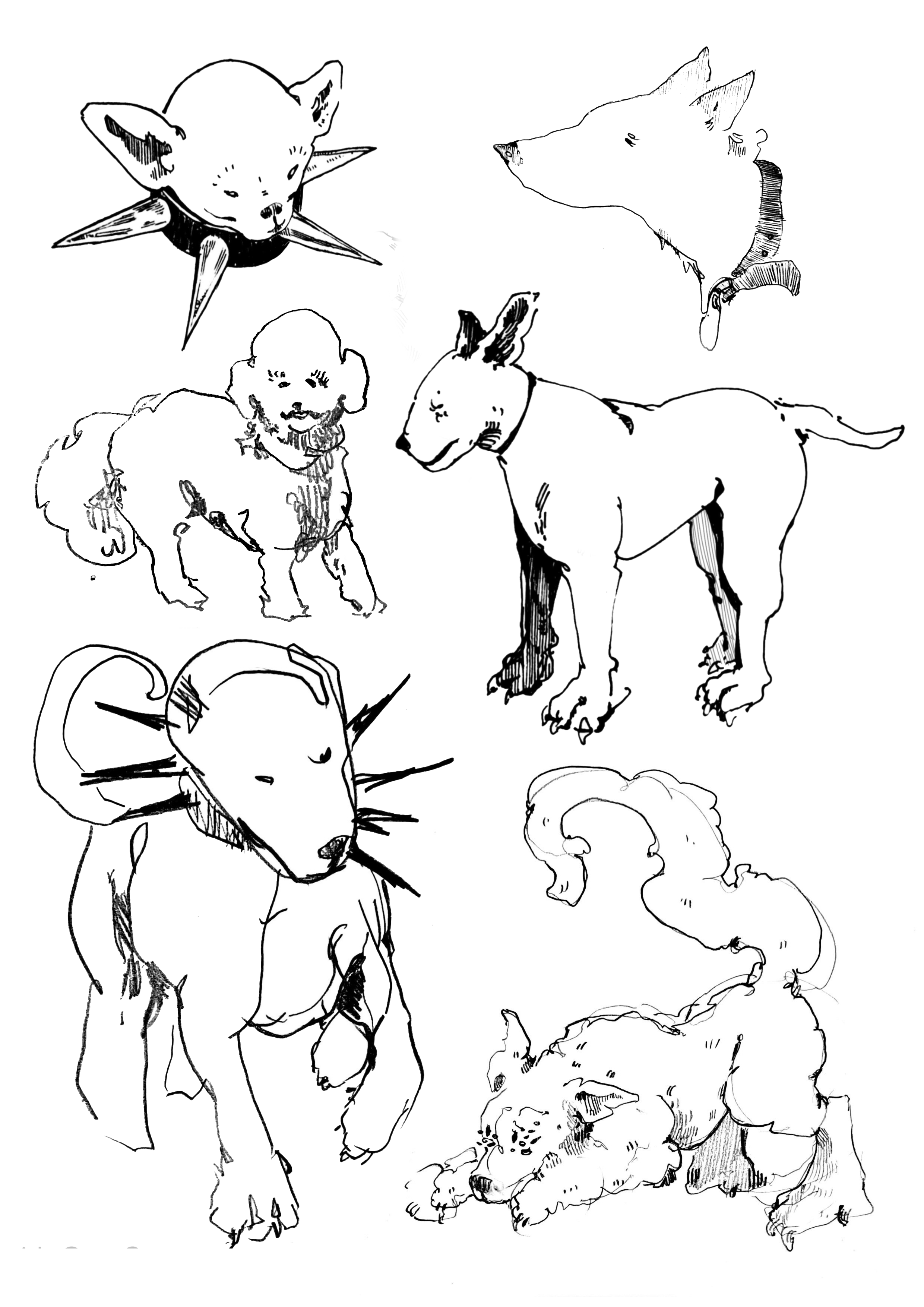 Bottom left dog taken