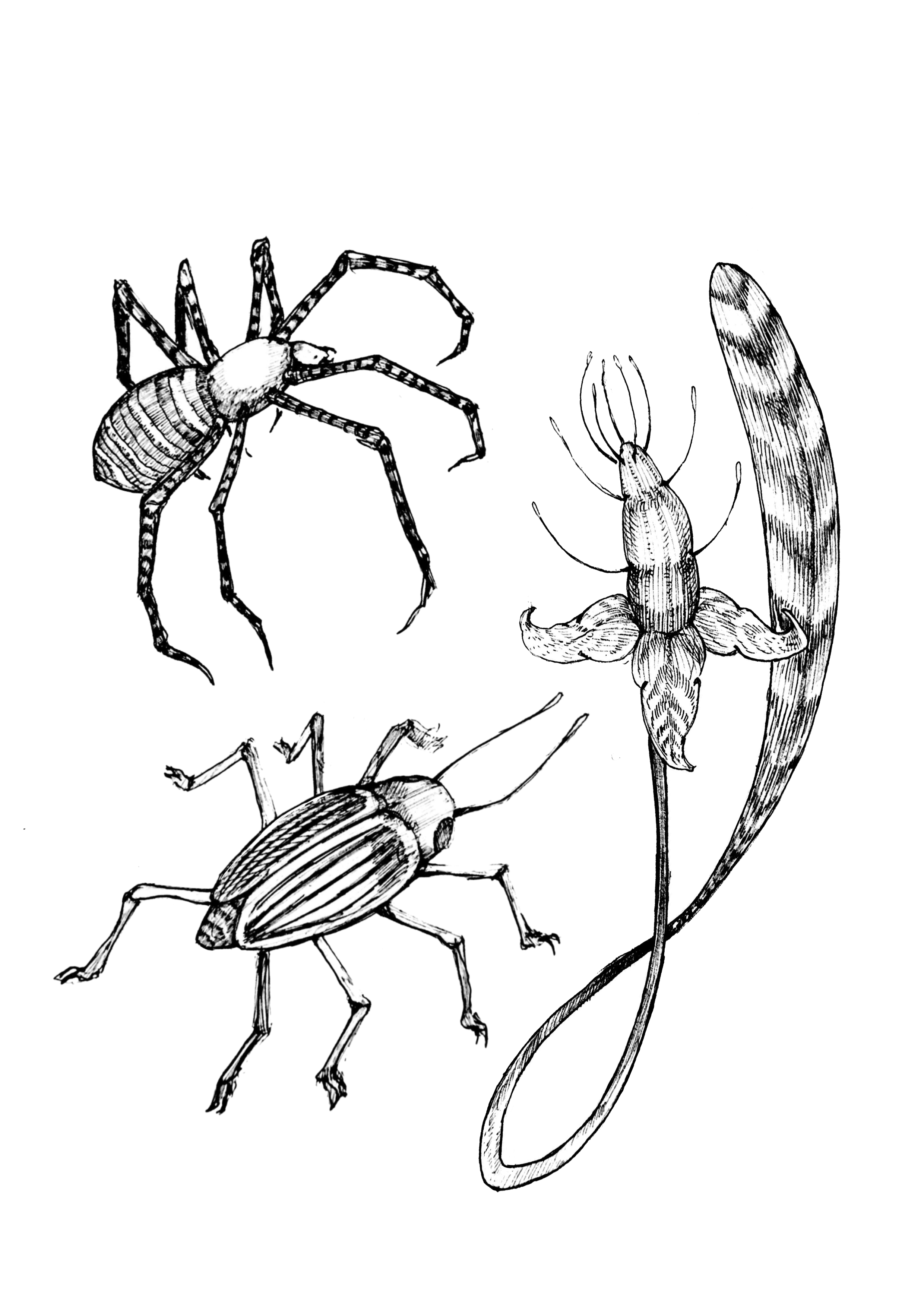 Black and white illustration of insects and a flower, including a spider, a beetle, a mosquito, and a flower with elongated petals.