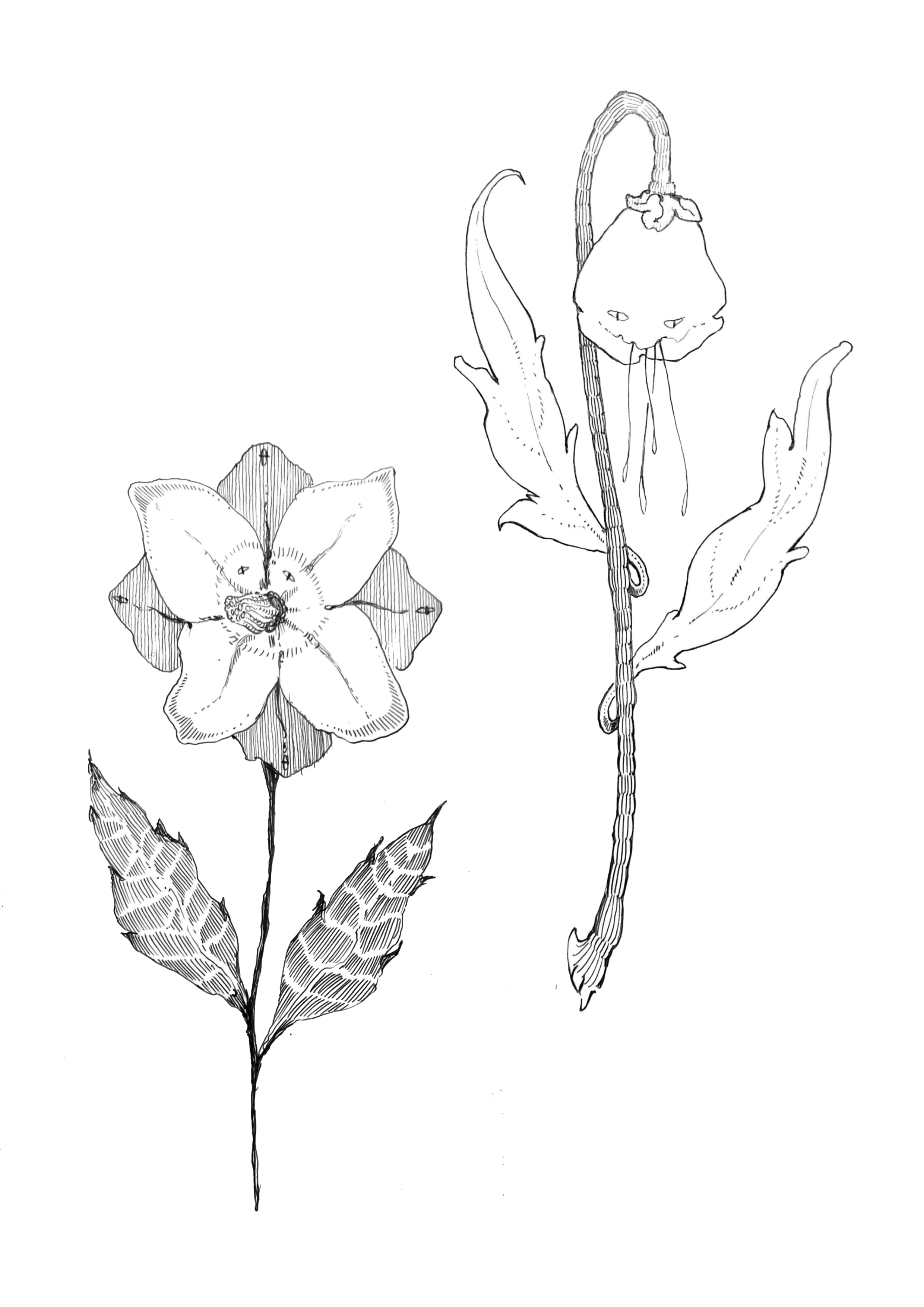 Black and white illustration of a blooming orchid flower and a seedling with leaves.