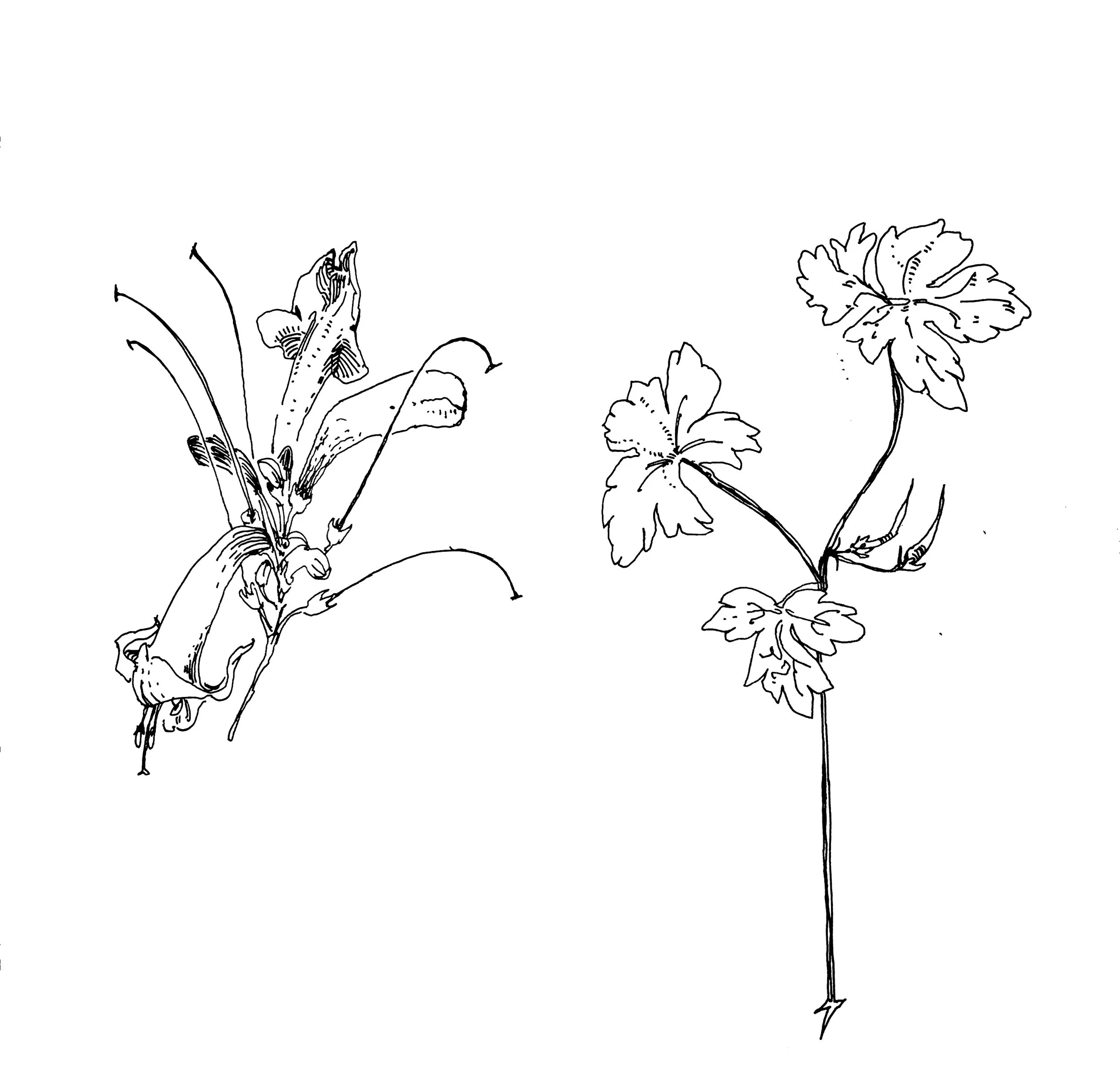 Black and white line drawing of flowers, possibly lilies and other blossoms, against a white background.